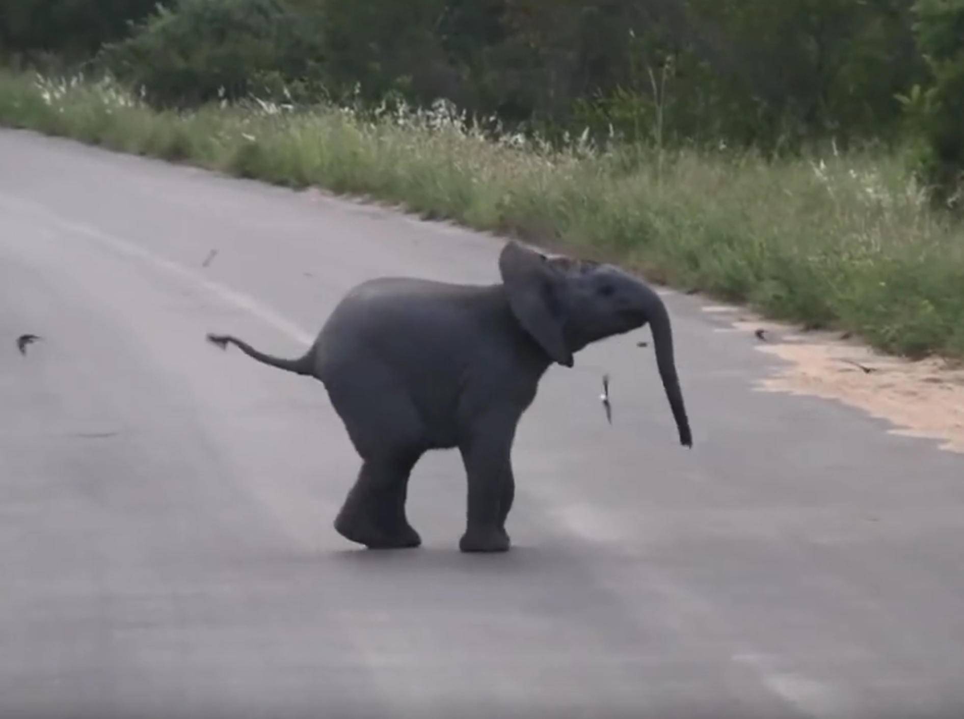 Schwierige Mission: Elefantenbaby versucht, Vögel einzufangen – Bild: YouTube / Kruger Sightings