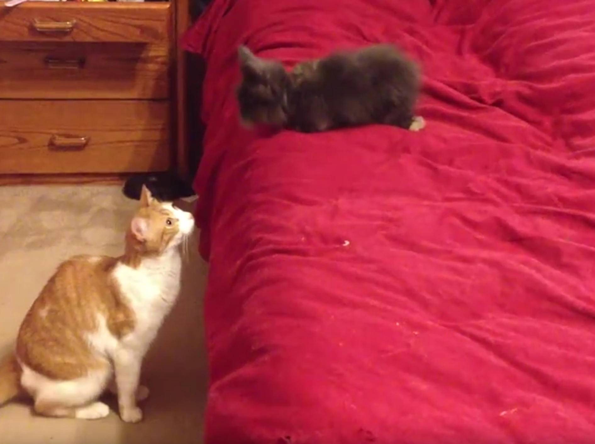 Flauschig trifft goldig: Kaninchen und Katzen schließen Freundschaft – Bild: YouTube / The Dodo