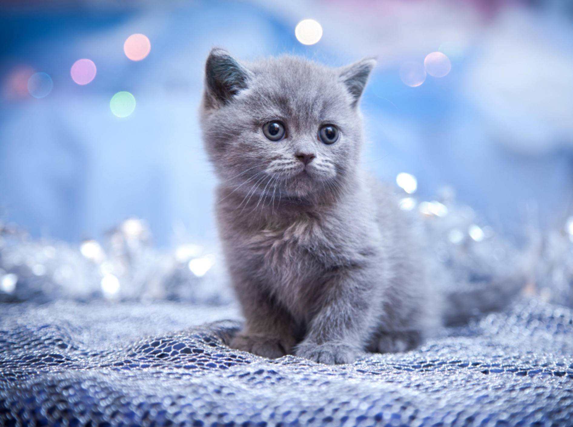 So ein flauschig-fluffiges Kätzchen! Zum Verlieben! – Bild: Shutterstock / dezi