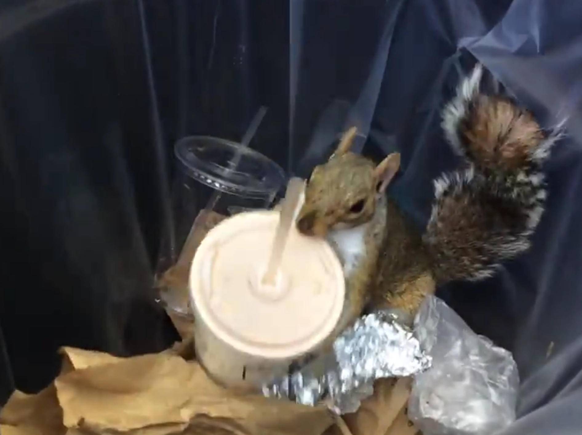 Freches Eichhörnchen hat Schwäche für Milchshakes – Bild: YouTube / The Watercooler