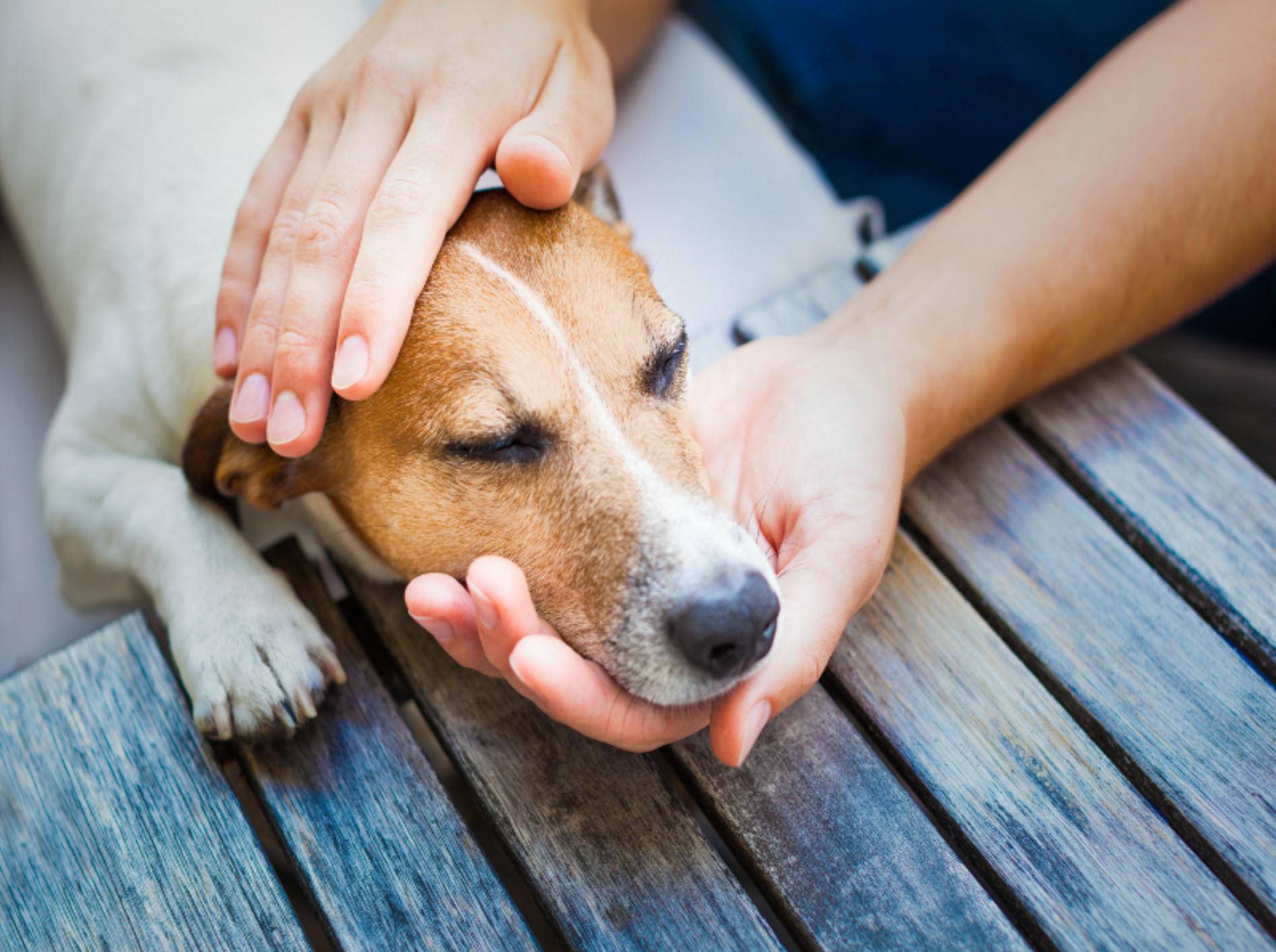 Rattengift bei Hunden Symptome einer Vergiftung &amp; Notfalltipps