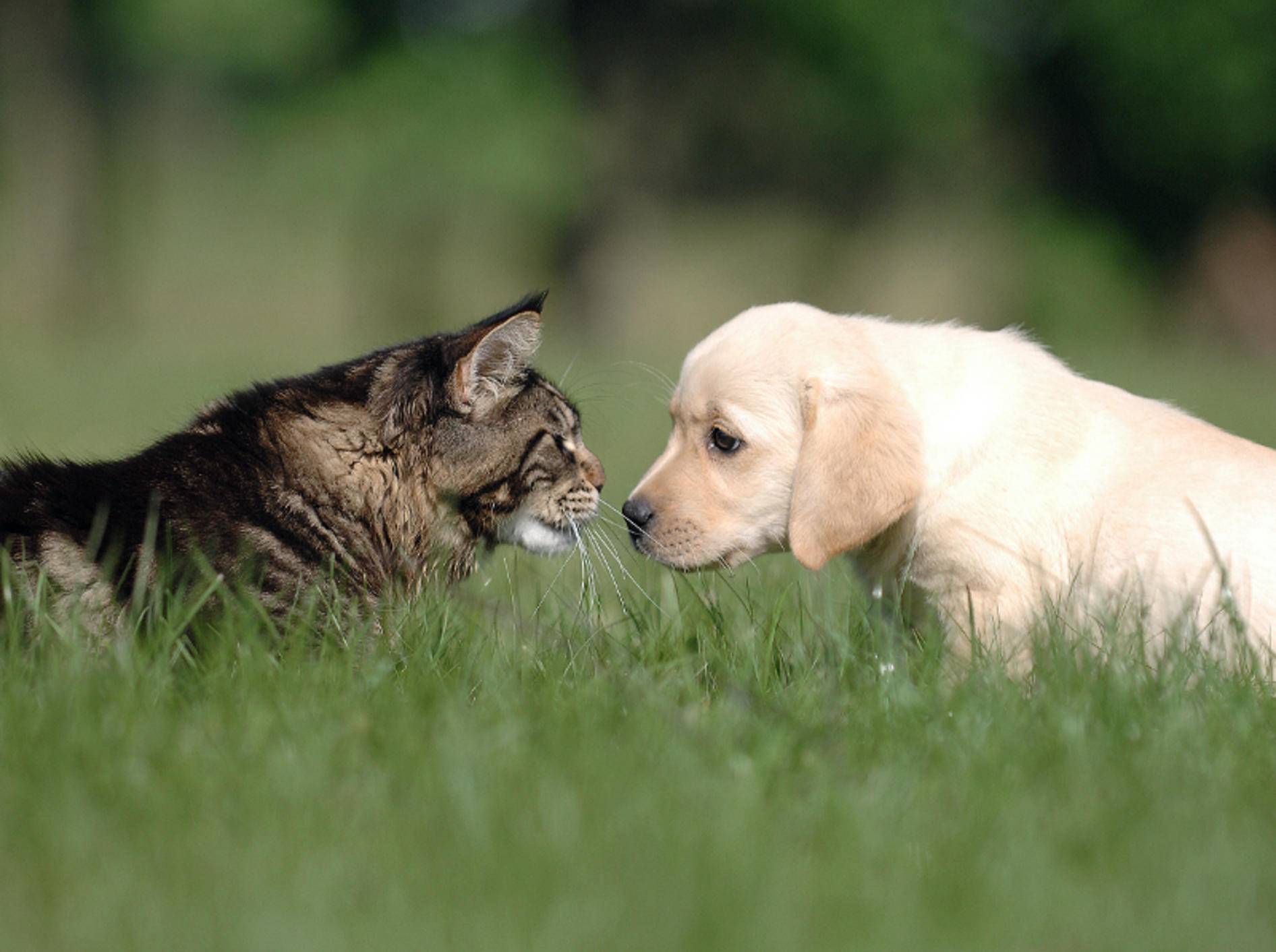 Hund und Katze sind nicht immer ein Herz und eine Seele – Shutterstock / Okeanas