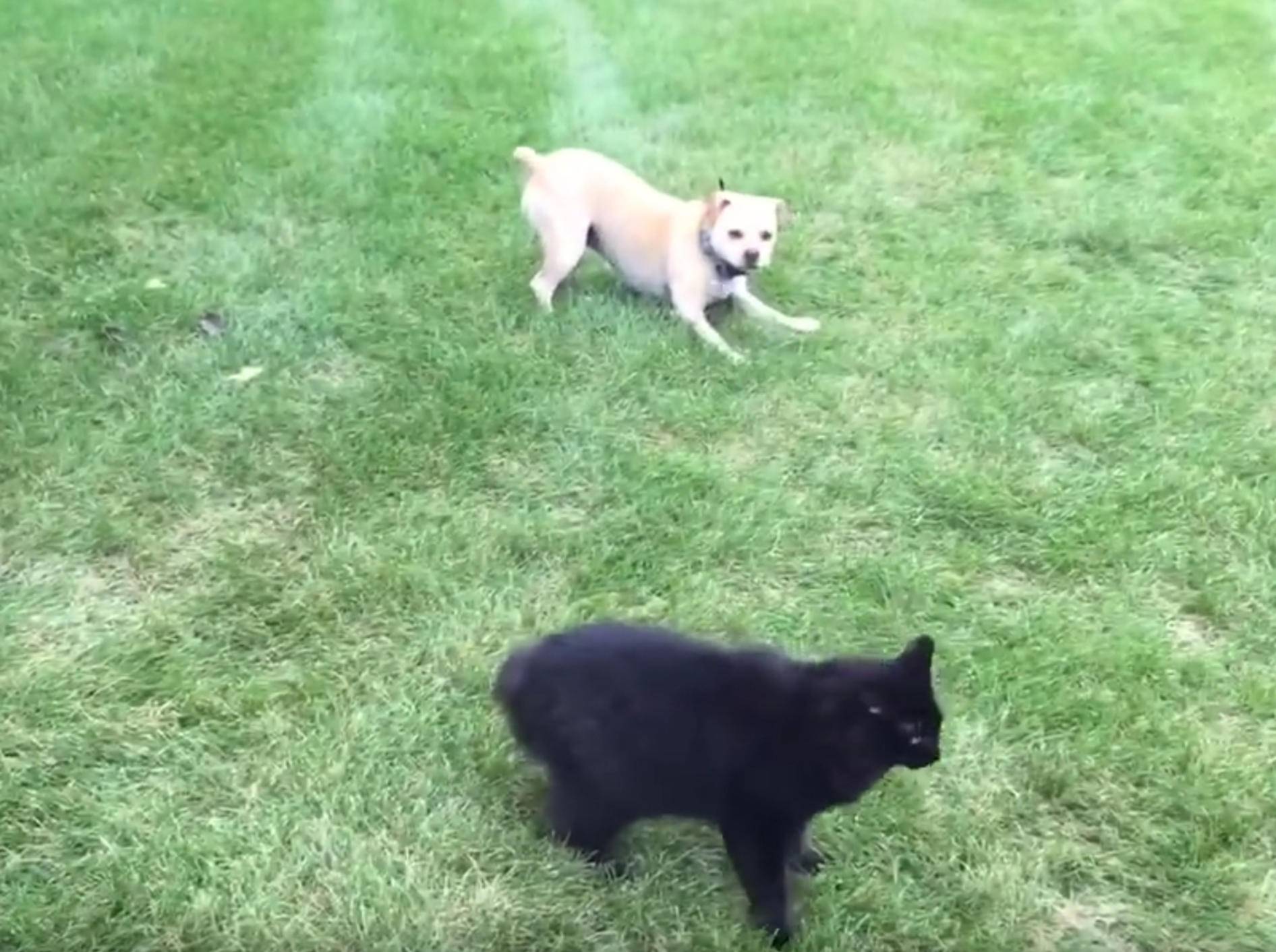 Hund nervt Katze: "Nun spiel endlich mit mir!" – Bild: YouTube / Adam Howarth
