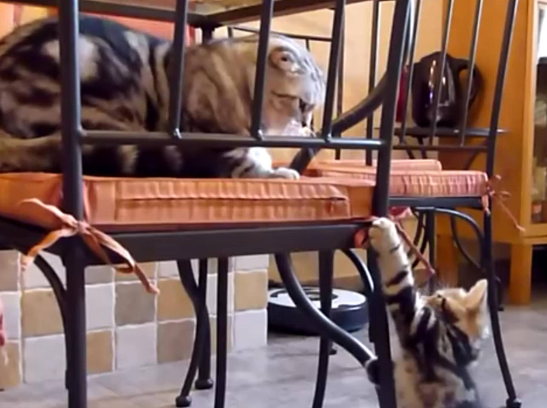 "Guck mal!": Mini-Katze will Aufmerksamkeit – Bild: YouTube / Funnycatsandnicefish