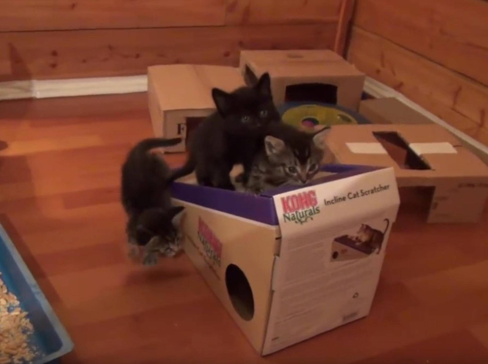 Attacke! Herzige Kätzchen erobern Kratzspielzeug – Bild: YouTube / DrNworb's KitsCats