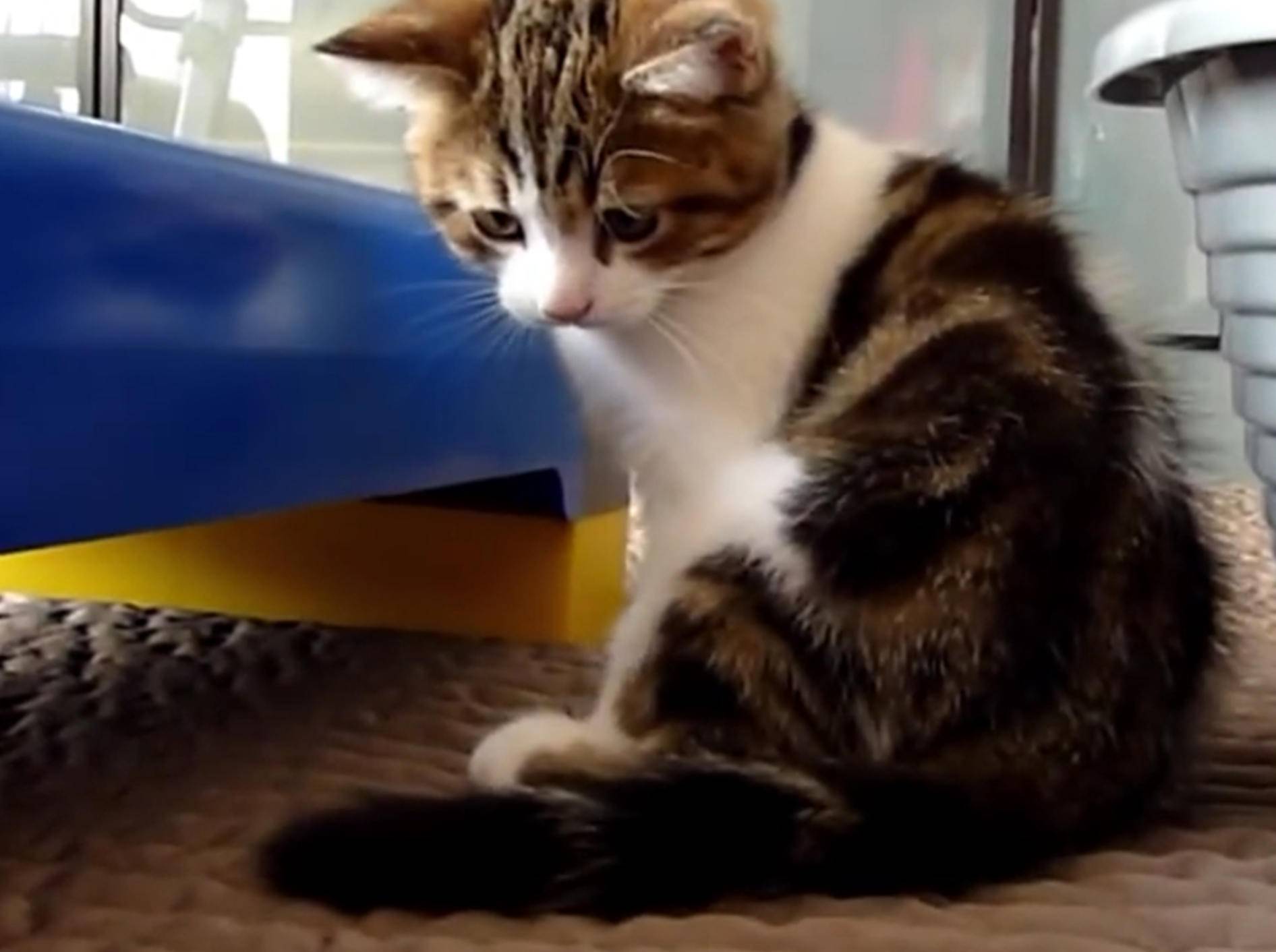 Verspielte Katze jagt sich selbst – Bild: YouTube / Funnycatsandnicefish
