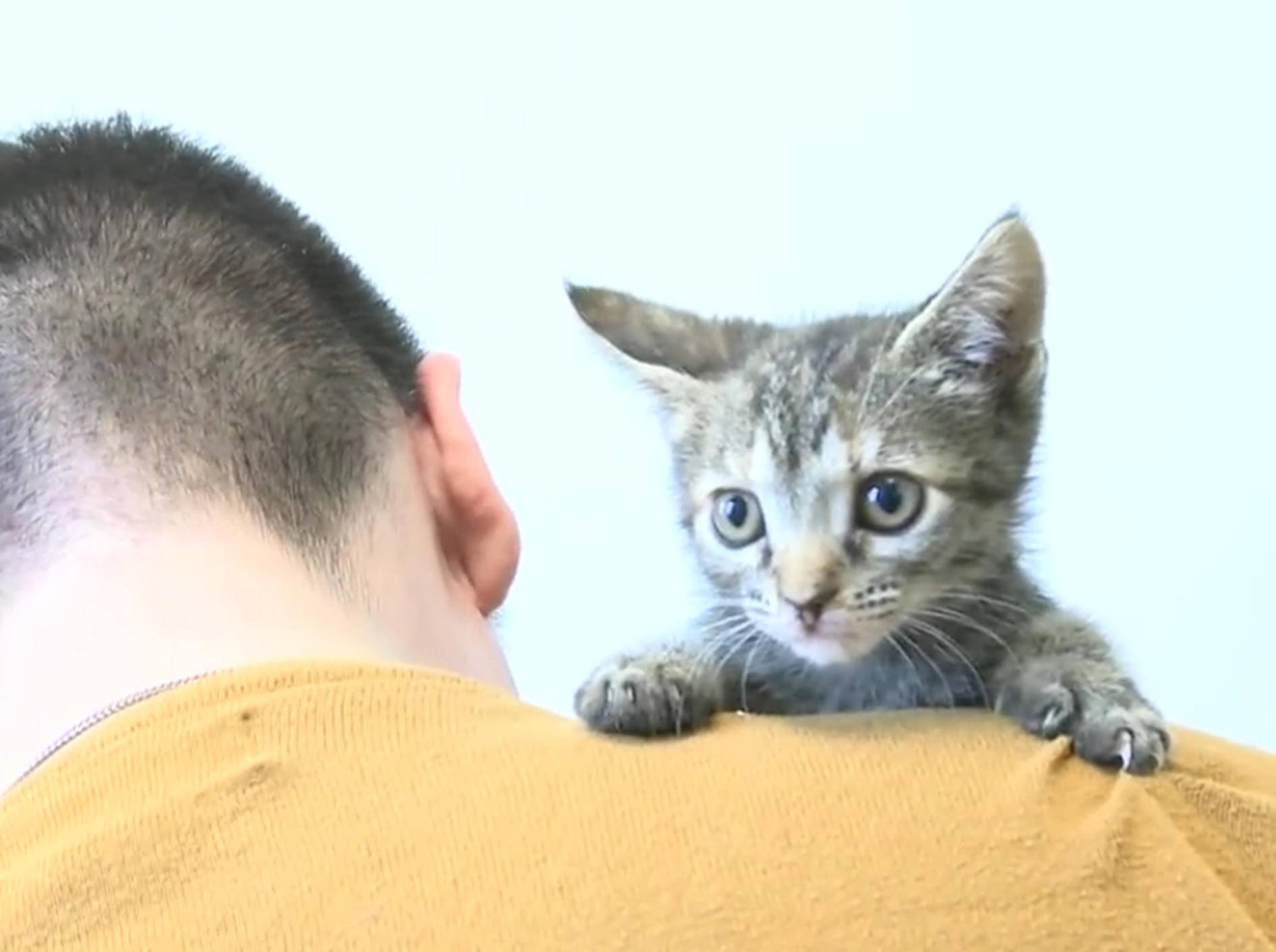 Herzige Kätzchen nutzen Mann als Kratzbaum – Bild: YouTube / The Pet Collective