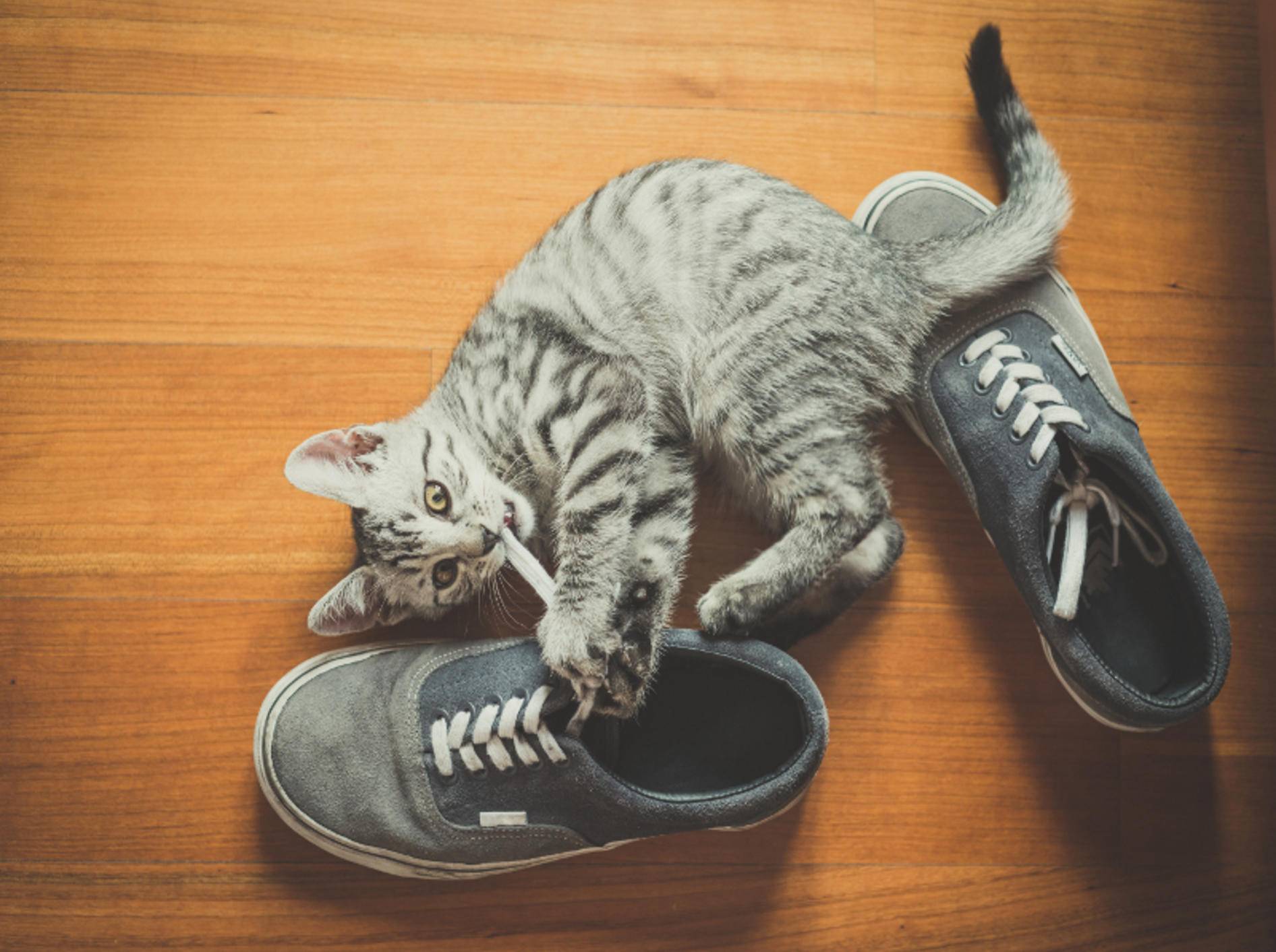 Die kleine Katze knabbert aus Langeweile am Schnürsenkel – Shutterstock / Eugenio Marangiu