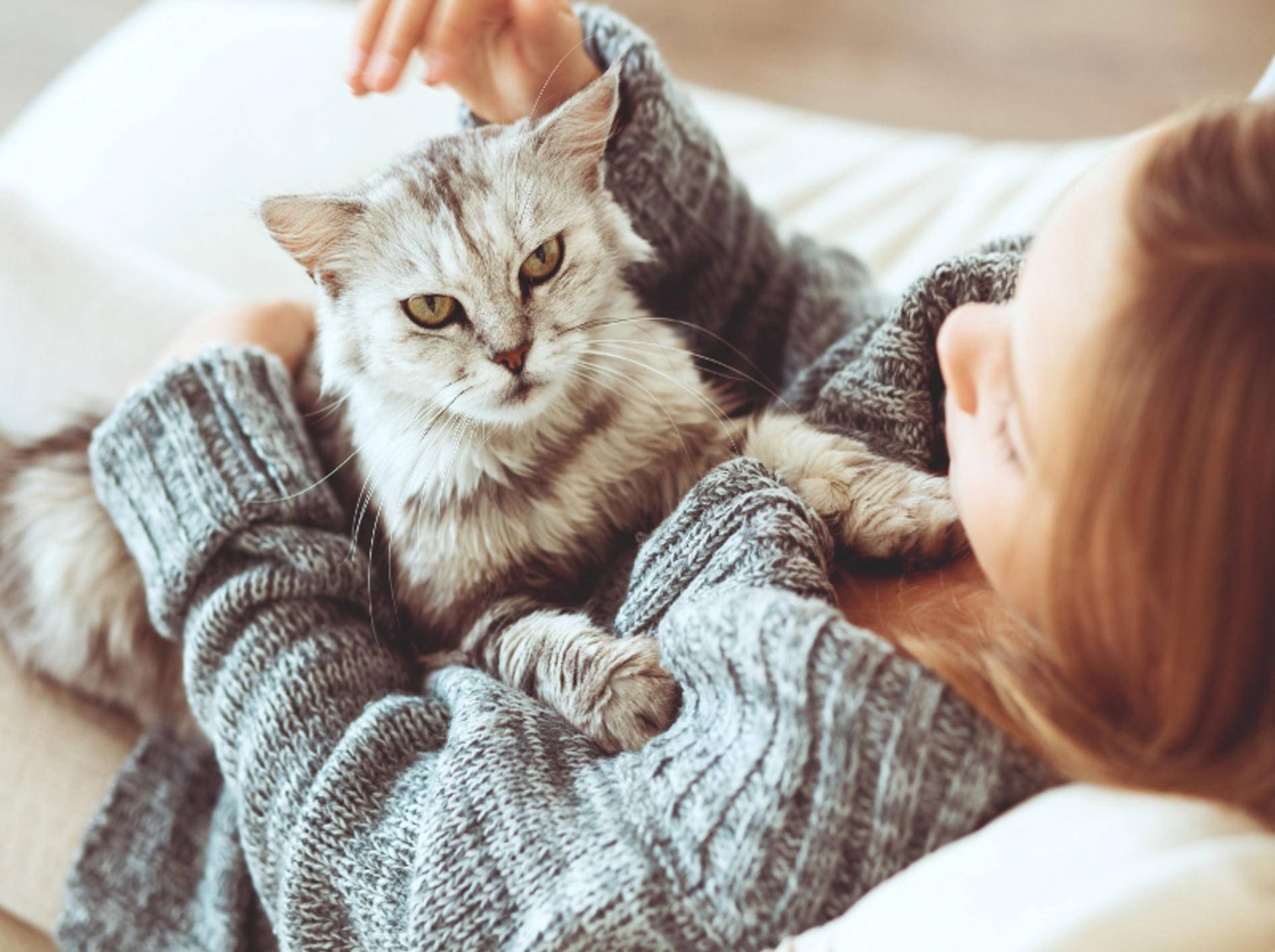 Einige Mythen können Ihrer Katze schaden – Shutterstock / Alena Ozerova