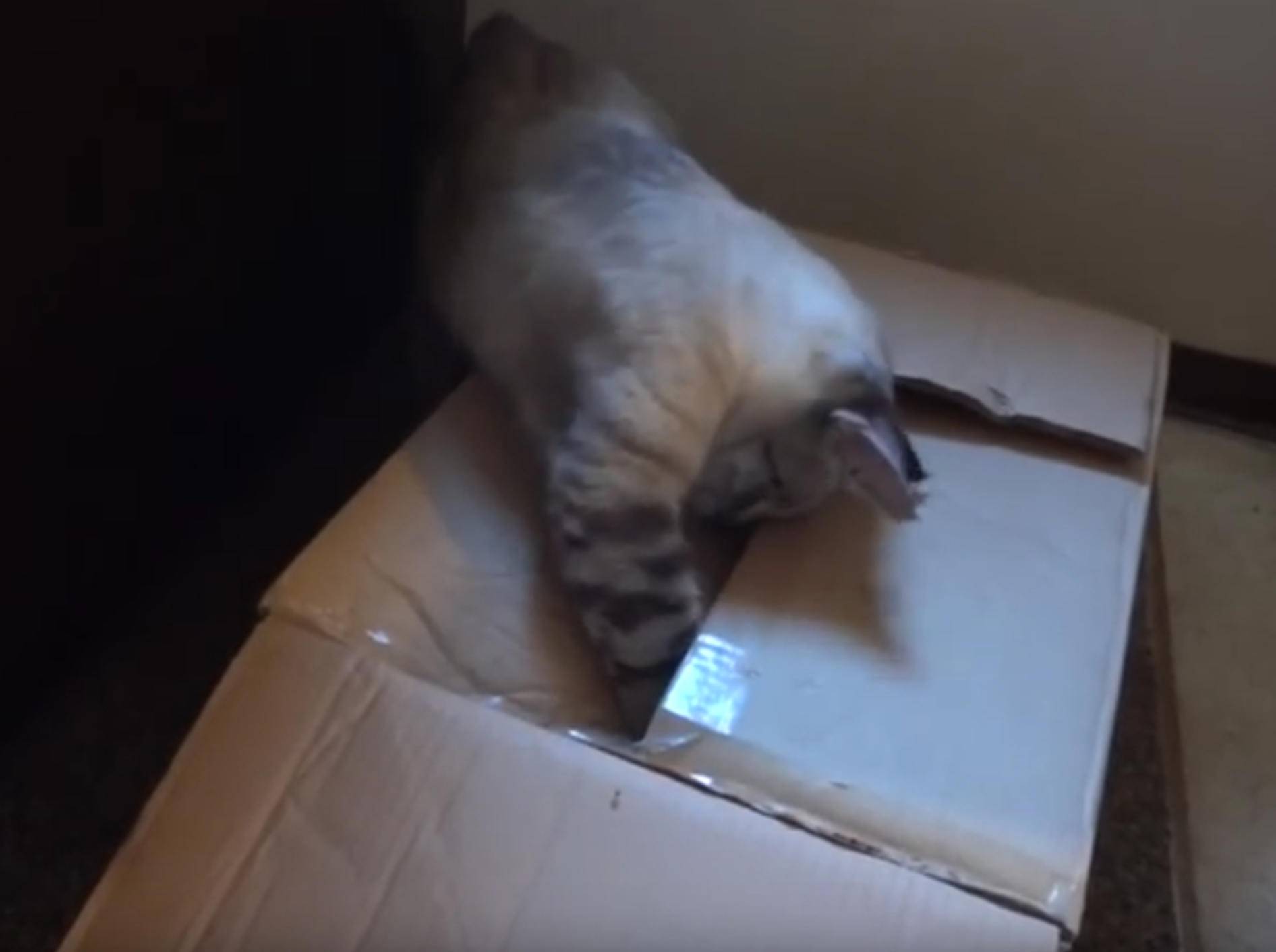 Neugierige Katze: "Was ist nur in diesem Karton?" – Bild: YouTube / Aaron Rift
