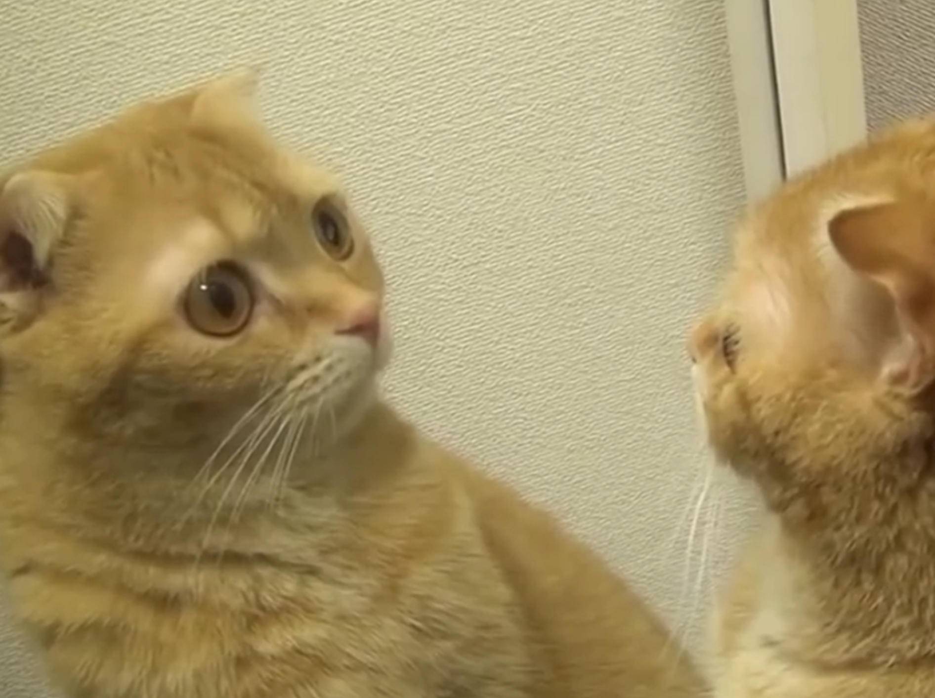 Ganz schön eitel: Katzen betrachten sich im Spiegel – Bild: YouTube / The Dodo