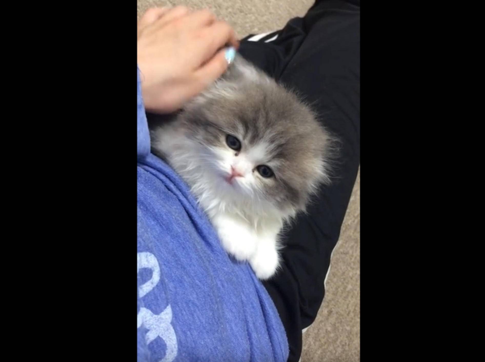 Kleines Kätzchen übt Miauen … und klingt wie ein Piepmatz – Bild: YouTube / 姫にゃんこ