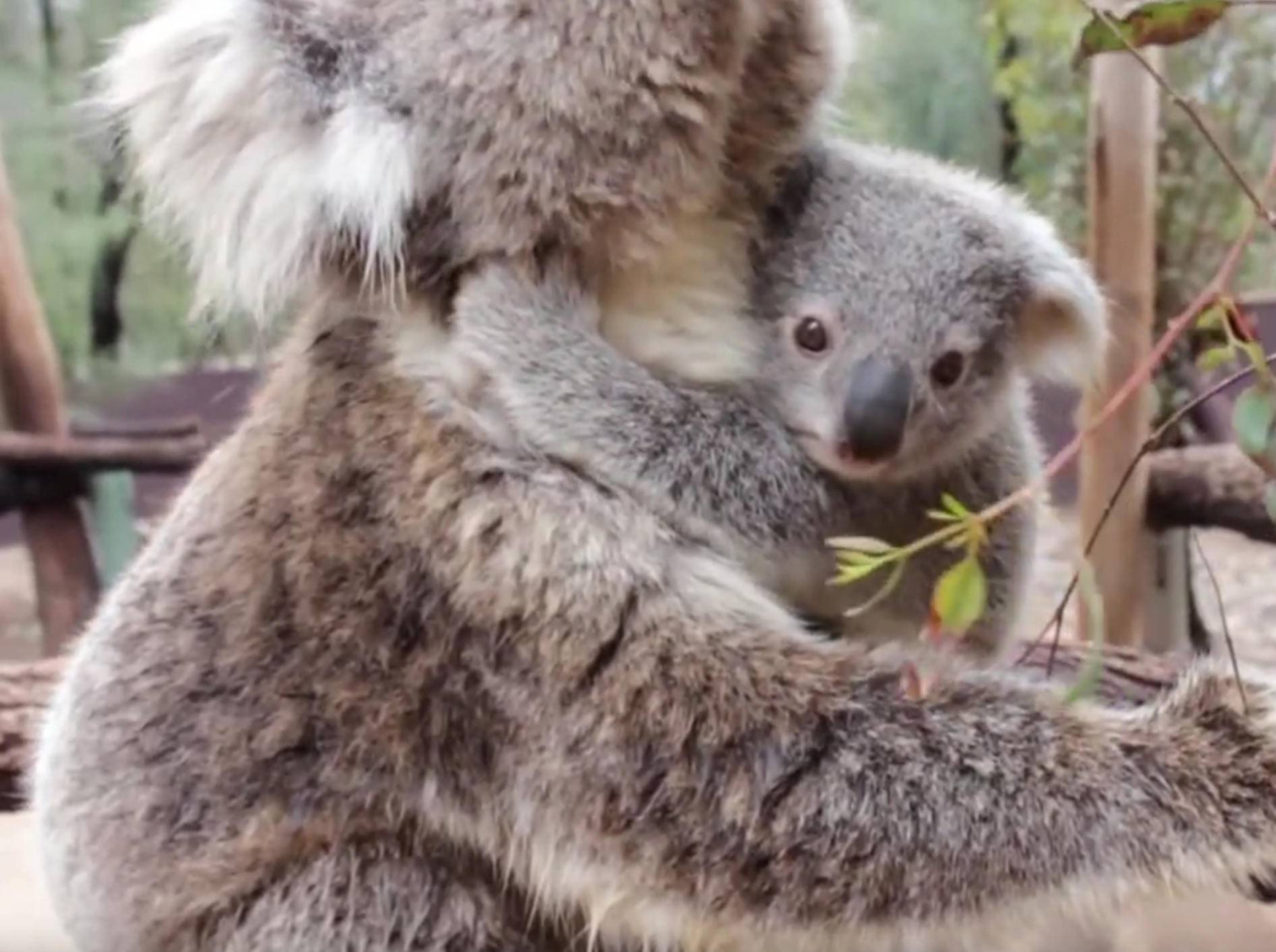 Hallöchen! Koalababy zeigt sich der Welt – Bild: YouTube / Taronga Sydney