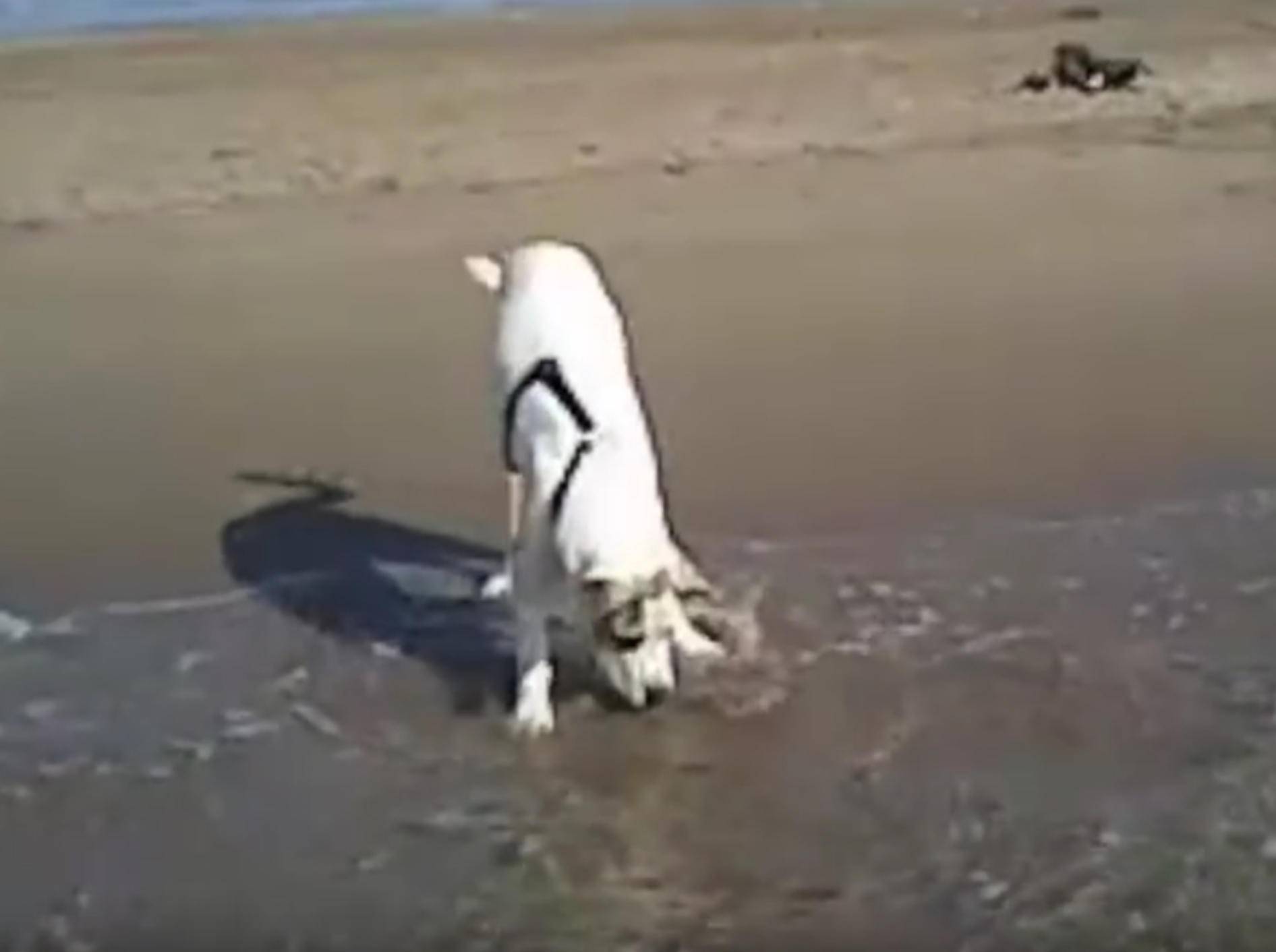Mastiff-Welpe verblüfft: "Huch, was ist das? Ah, Wasser!" – Bild: YouTube / Rumble Viral