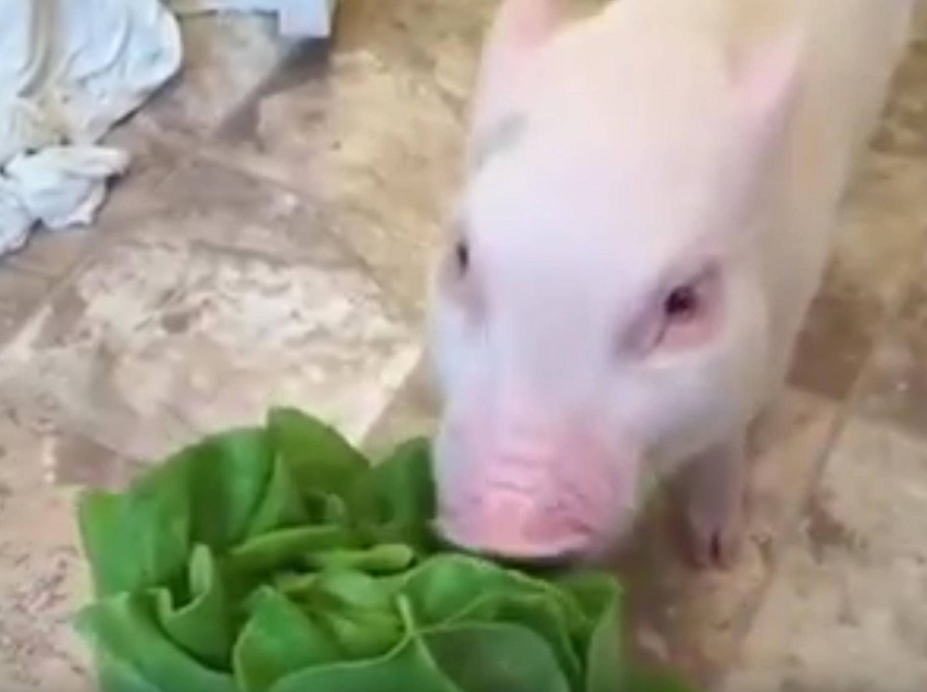 Minischwein Pickle mampft genüsslich Salat – Bild: YouTube / Rumble Viral