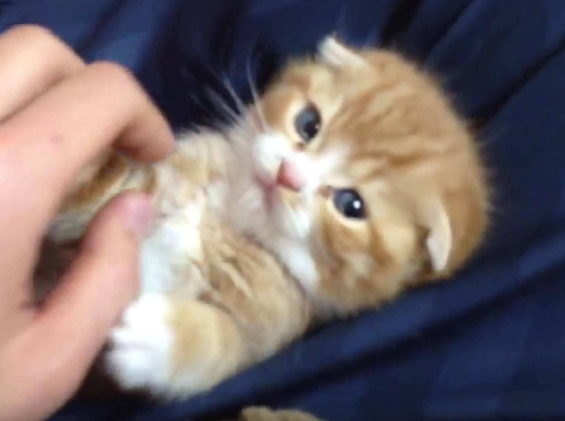 Rotes flauschiges Kätzchen genießt Streicheleinheiten – Bild: YouTube / ssgtkei