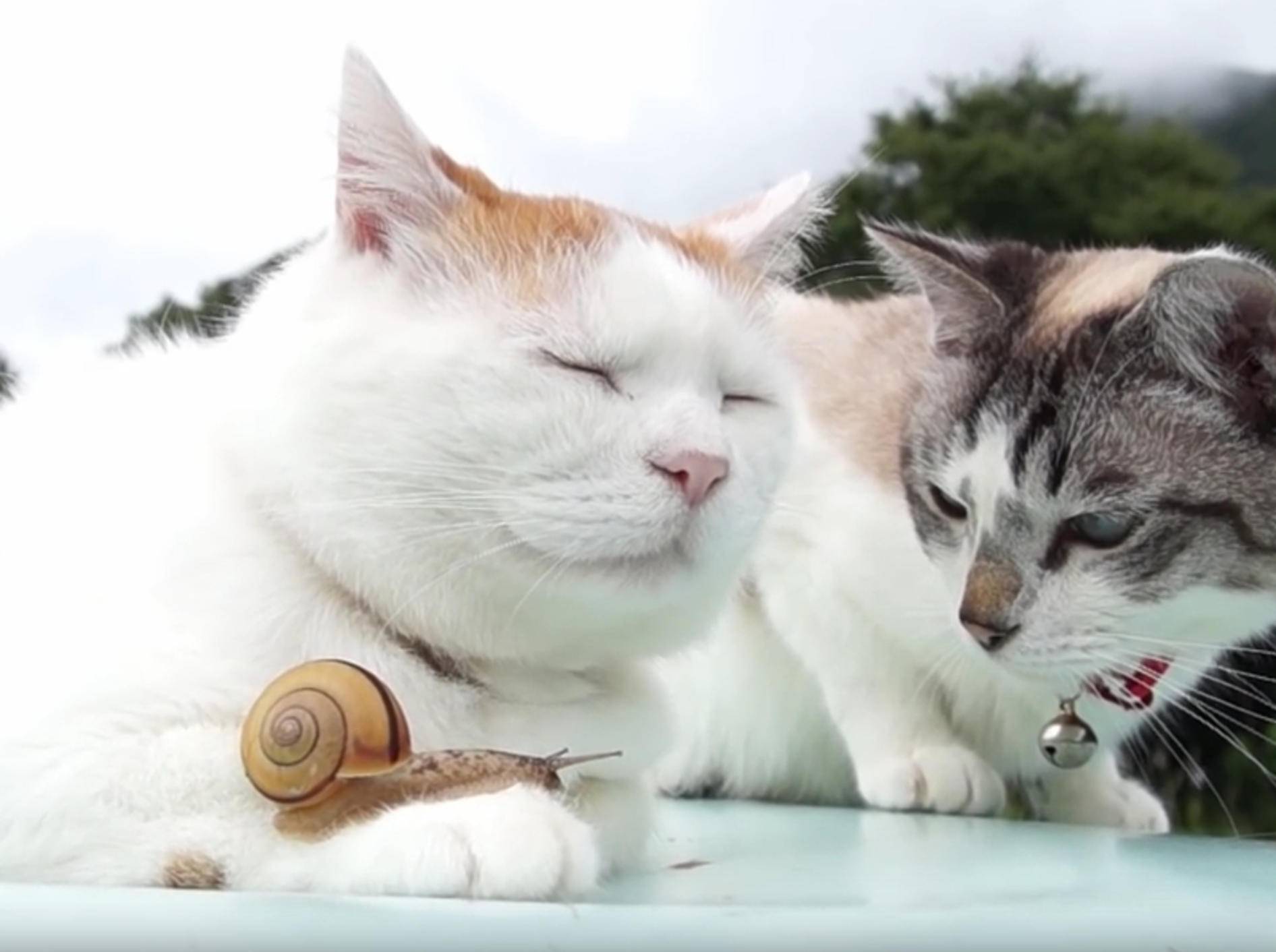 Freundschaft kennt keine Grenzen: Katze knuddelt Schnecke – Bild: YouTube / かご猫 Ｂｌｏｇ