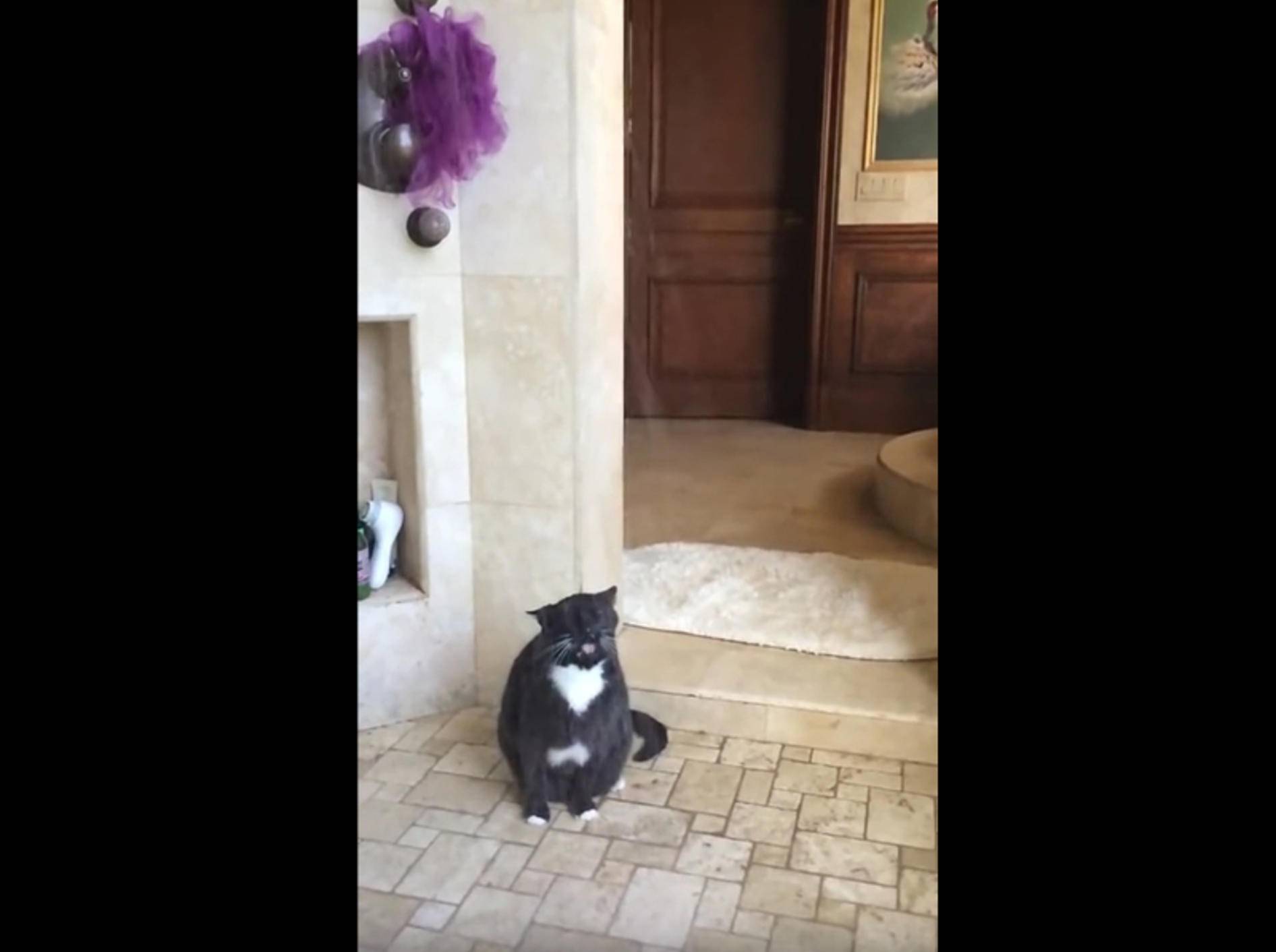 Wasserscheu? Von wegen! Katze findet Duschen klasse – Bild: YouTube / Rumble Viral