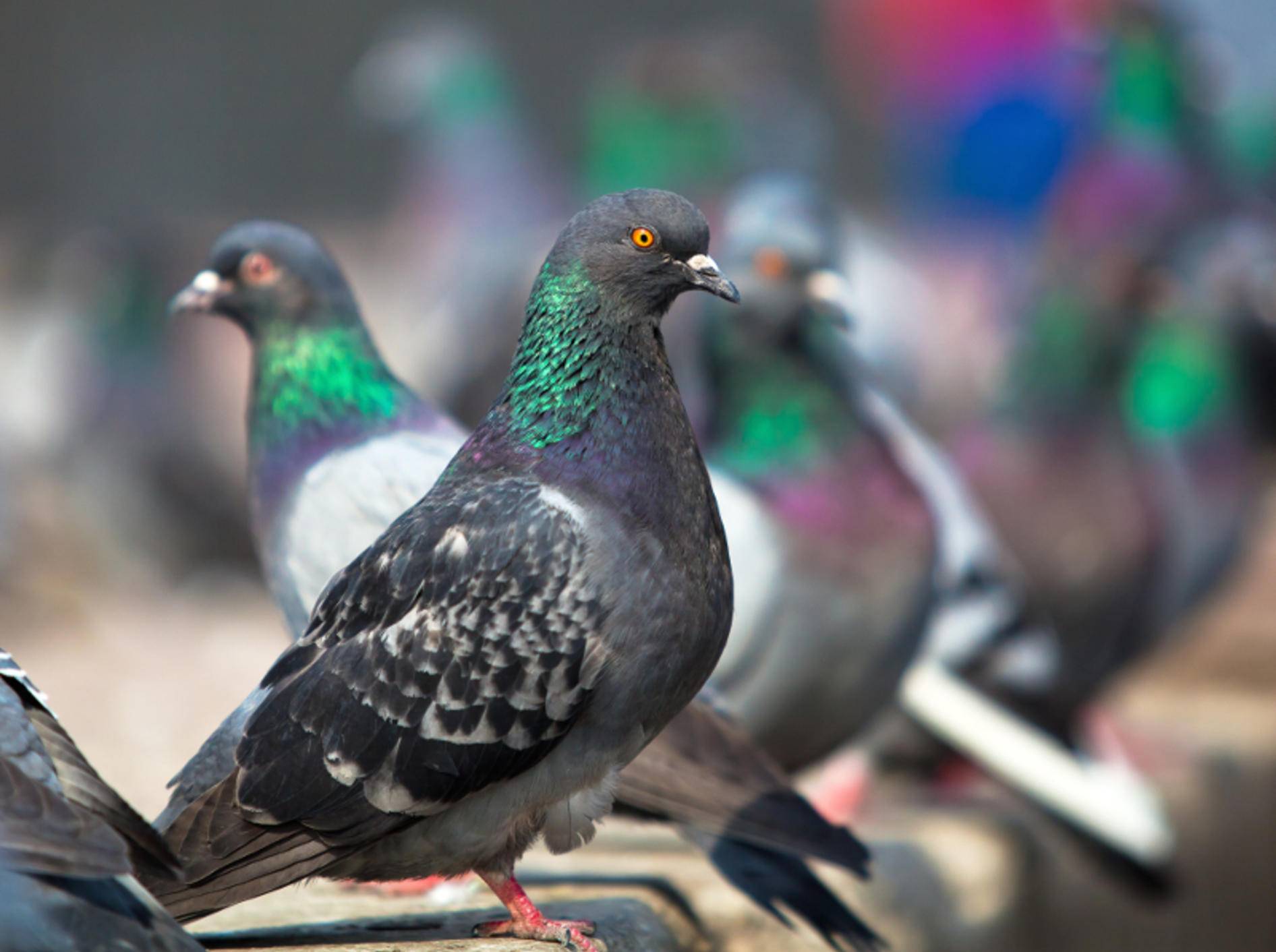 Ob am Bahnhof oder im Park: Tauben sind an vielen Orten zu finden – Bild: Shutterstock / Furtseff