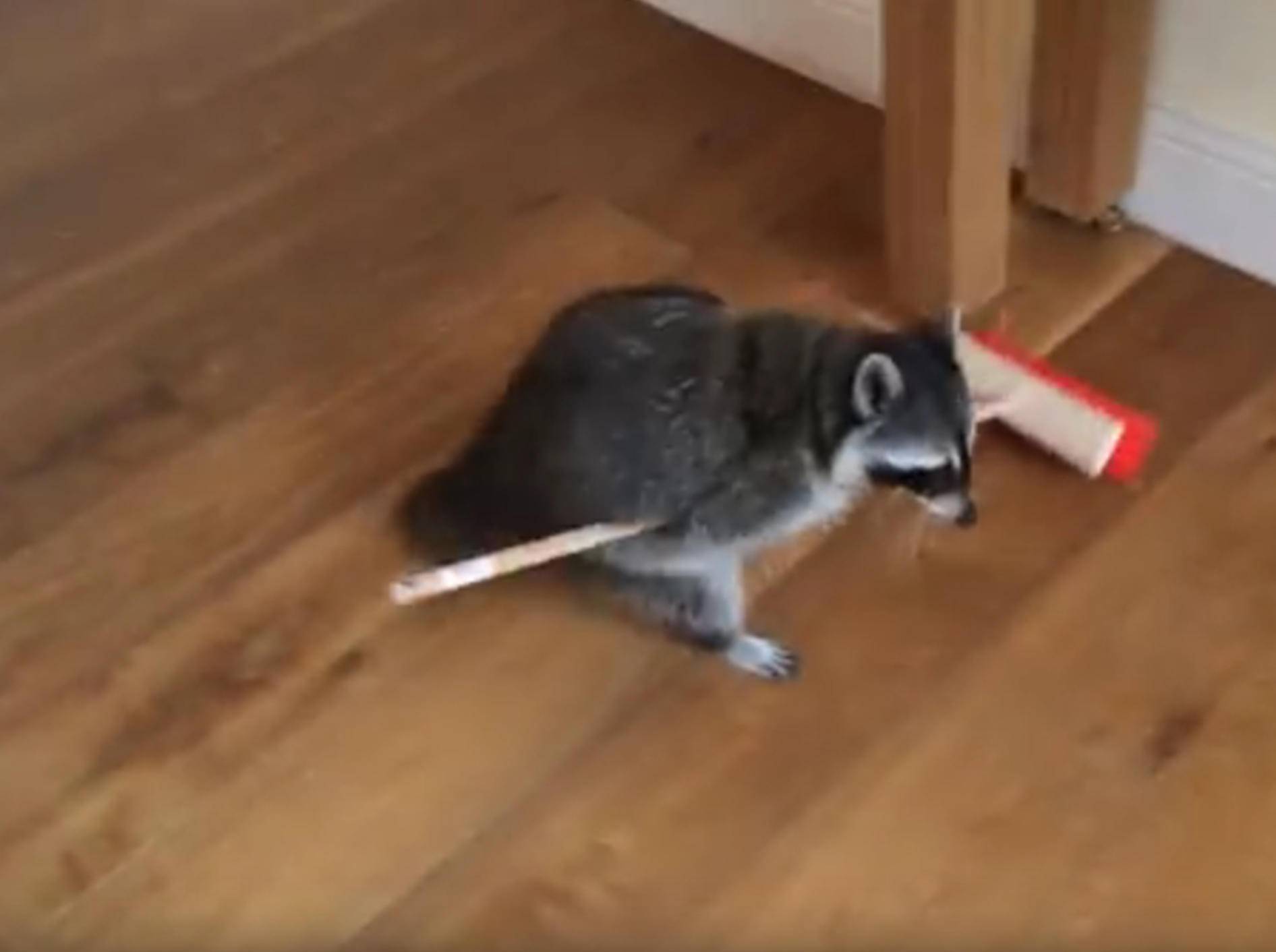 Süßer Feger: Waschbär hilft beim Hausputz – Bild: YouTube / Melanie Raccoon
