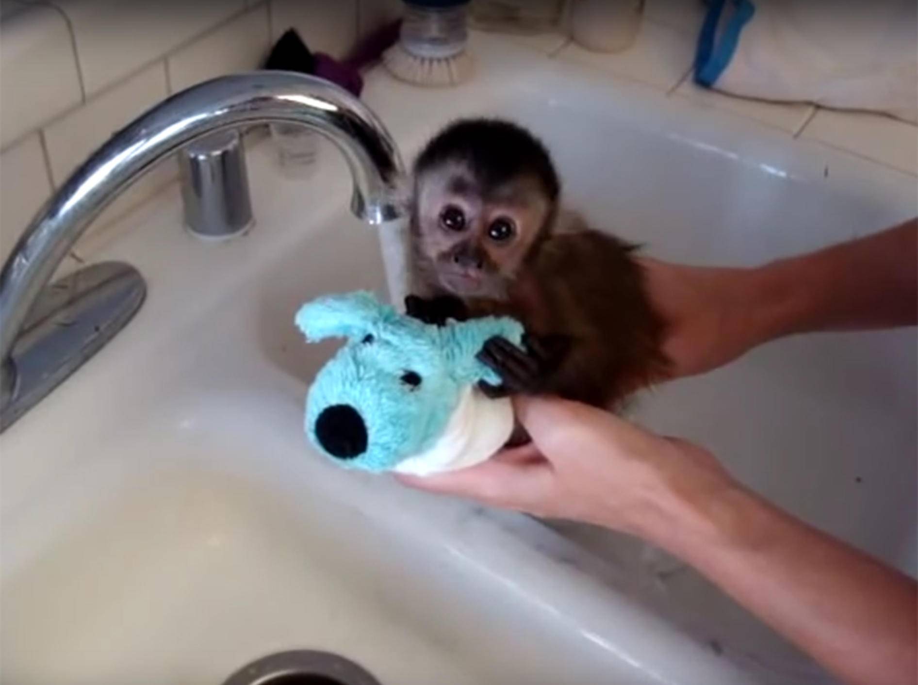 Kleines Affenbaby Nala beim Baden – YouTube / jenniferthall