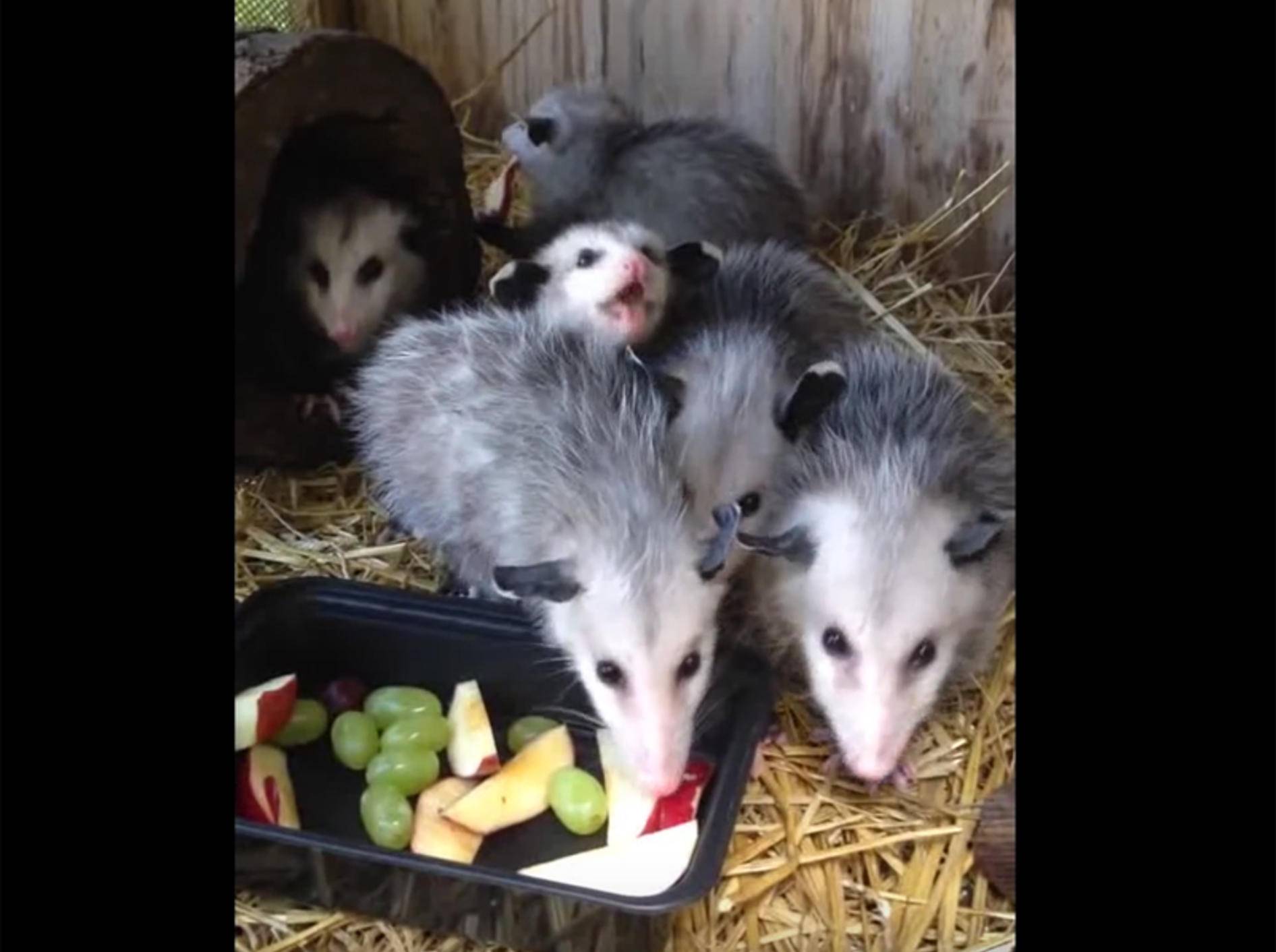 "Lecker, Obst!": Glückliche Baby-Opossums – YouTube / amanda c