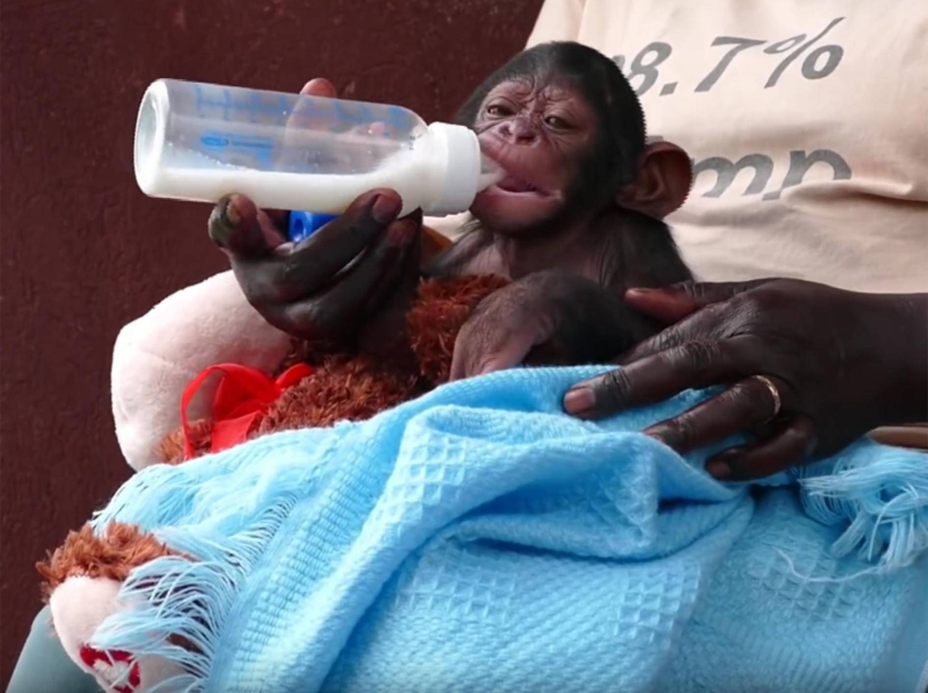 Lecker, Milch! Baby-Schimpanse lässt es sich schmecken – YouTube / Debra Durham