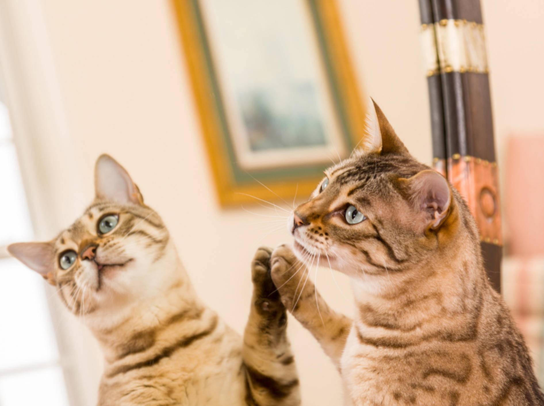 Was diese hübsche Bengal-Katze im Spiegel wohl sieht? – Shutterstock / Steve Heap