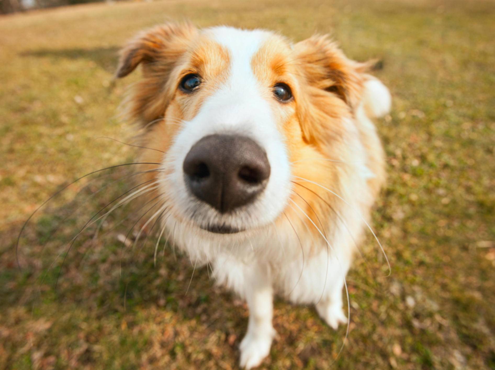 Ohne sein wichtigstes Sinnesorgan, der Nase, wäre ein Hund aufgeschmissen – Shutterstock / aastock