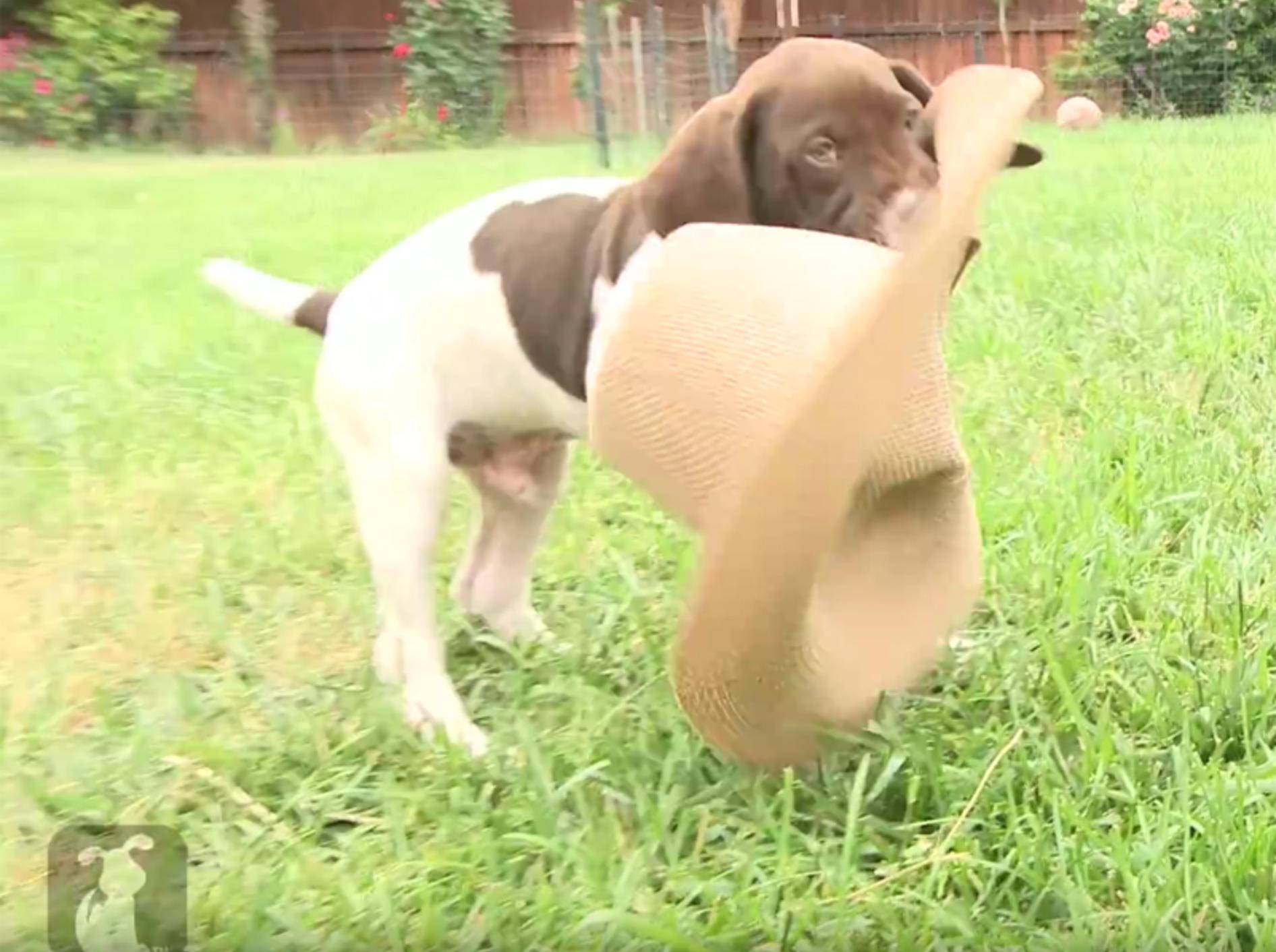 Ein tolles Spielzeug, dieser Hut! – YouTube / The Pet Collective