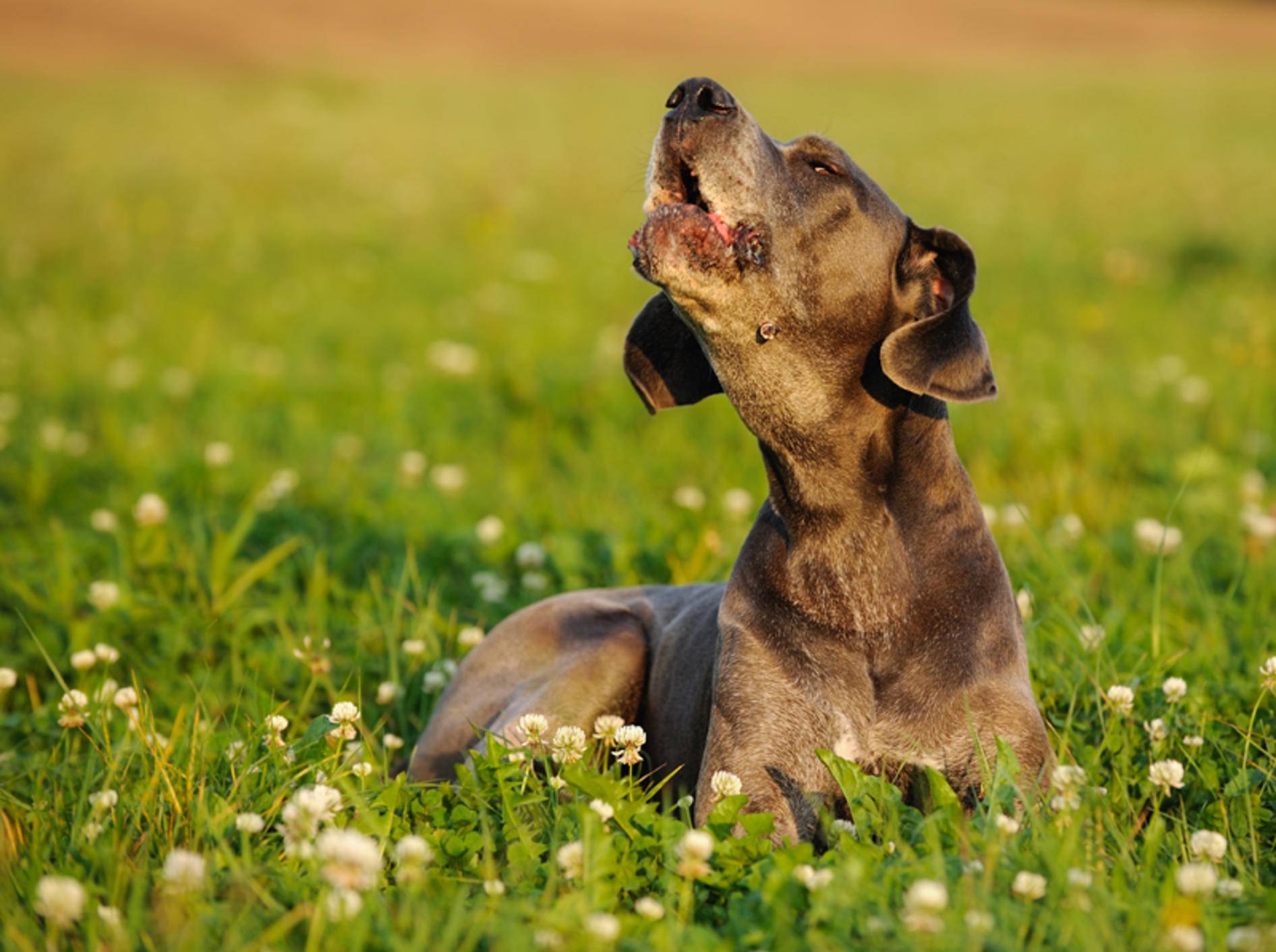 Was tun, wenn der Hund nicht aufhört zu winseln? – Shutterstock / AnetaPics