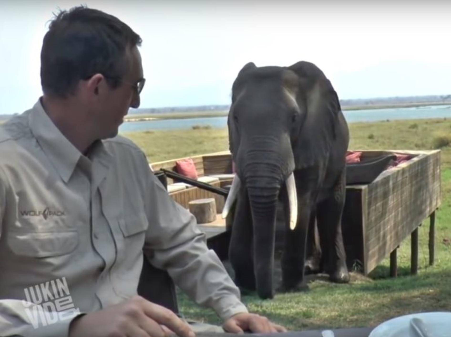 Der Elefant mag wohl keine Touristen – YouTube / JukinVideo