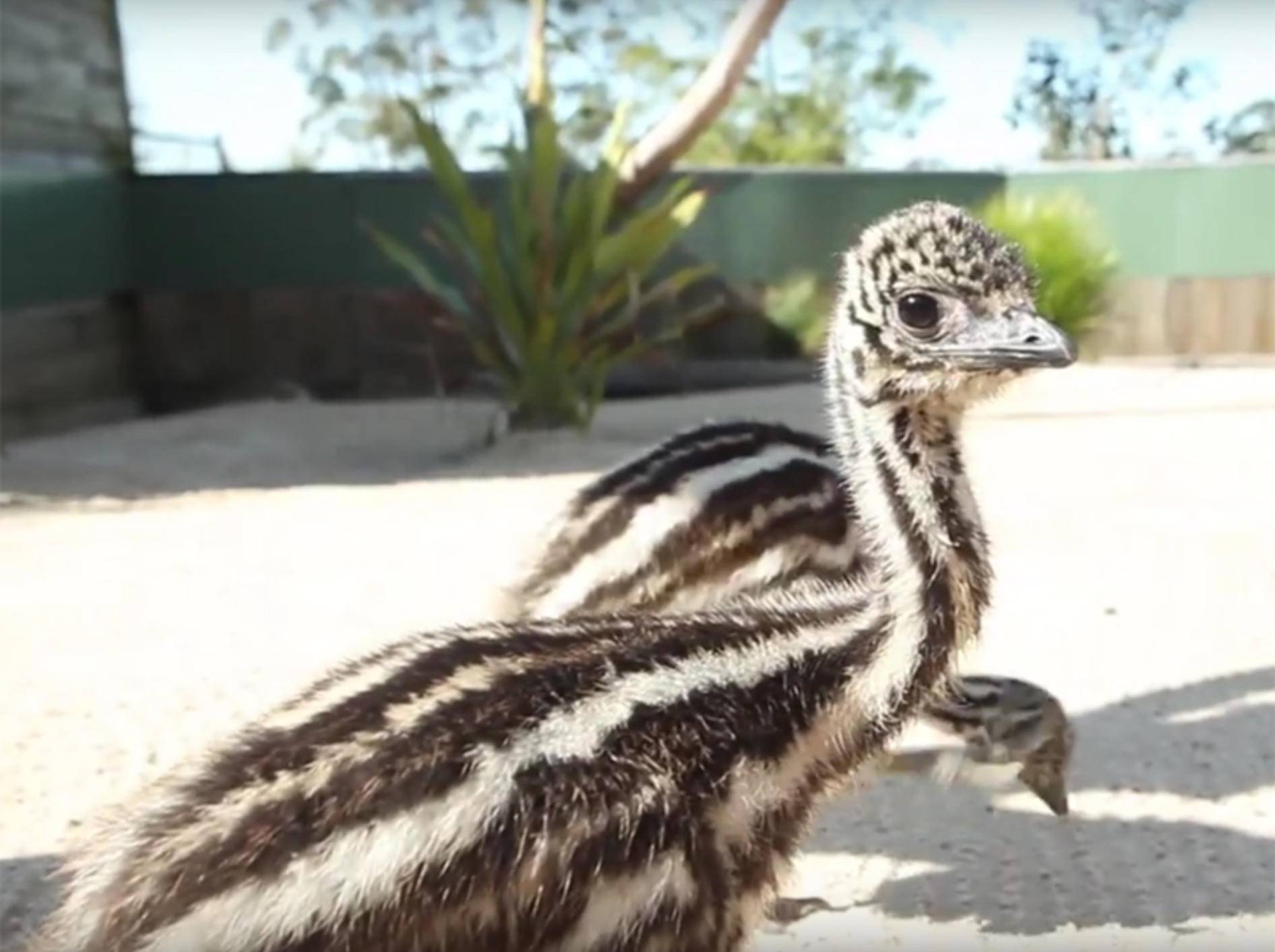 Zuckersüß, diese Emu-Küken – YouTube / Symbio Wildlife Park