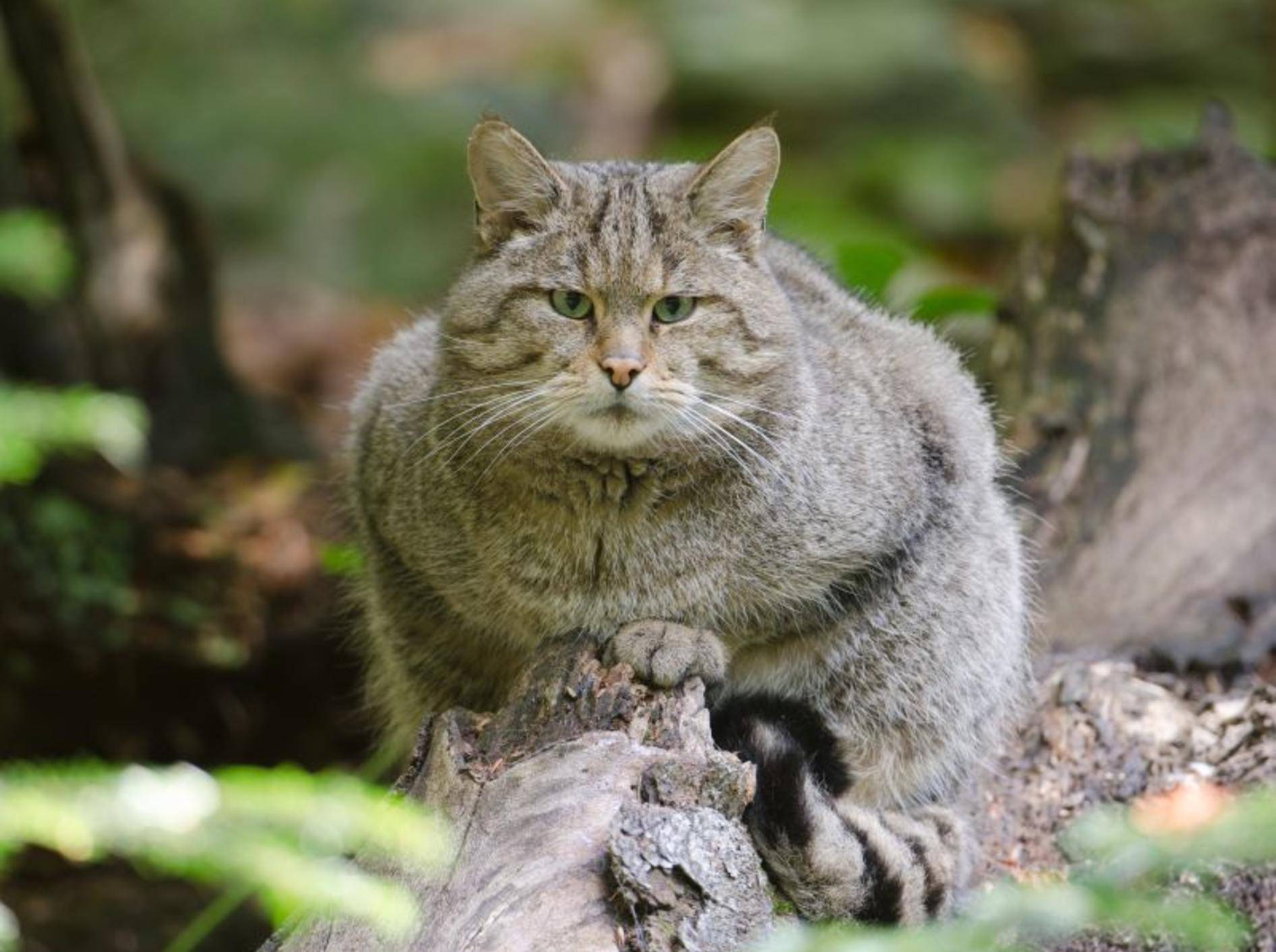 Diese puschelige Wildkatze ist nicht in Schmusestimmung – Shutterstock / Wolfgang Kruck