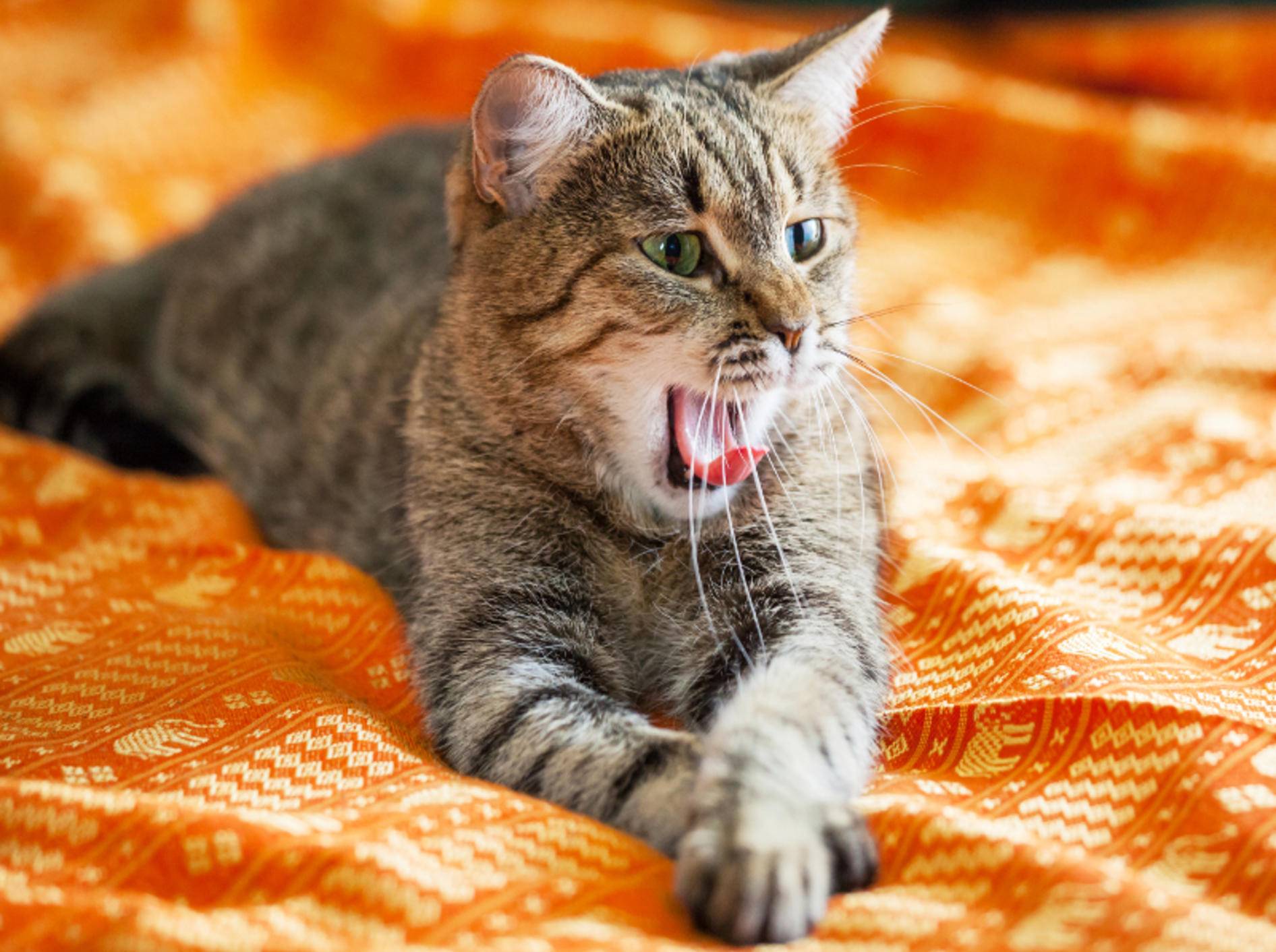 Katzen sind es einfach nicht gewöhnt auf Rufe zu hören – Shutterstock / Galyna Andrushko