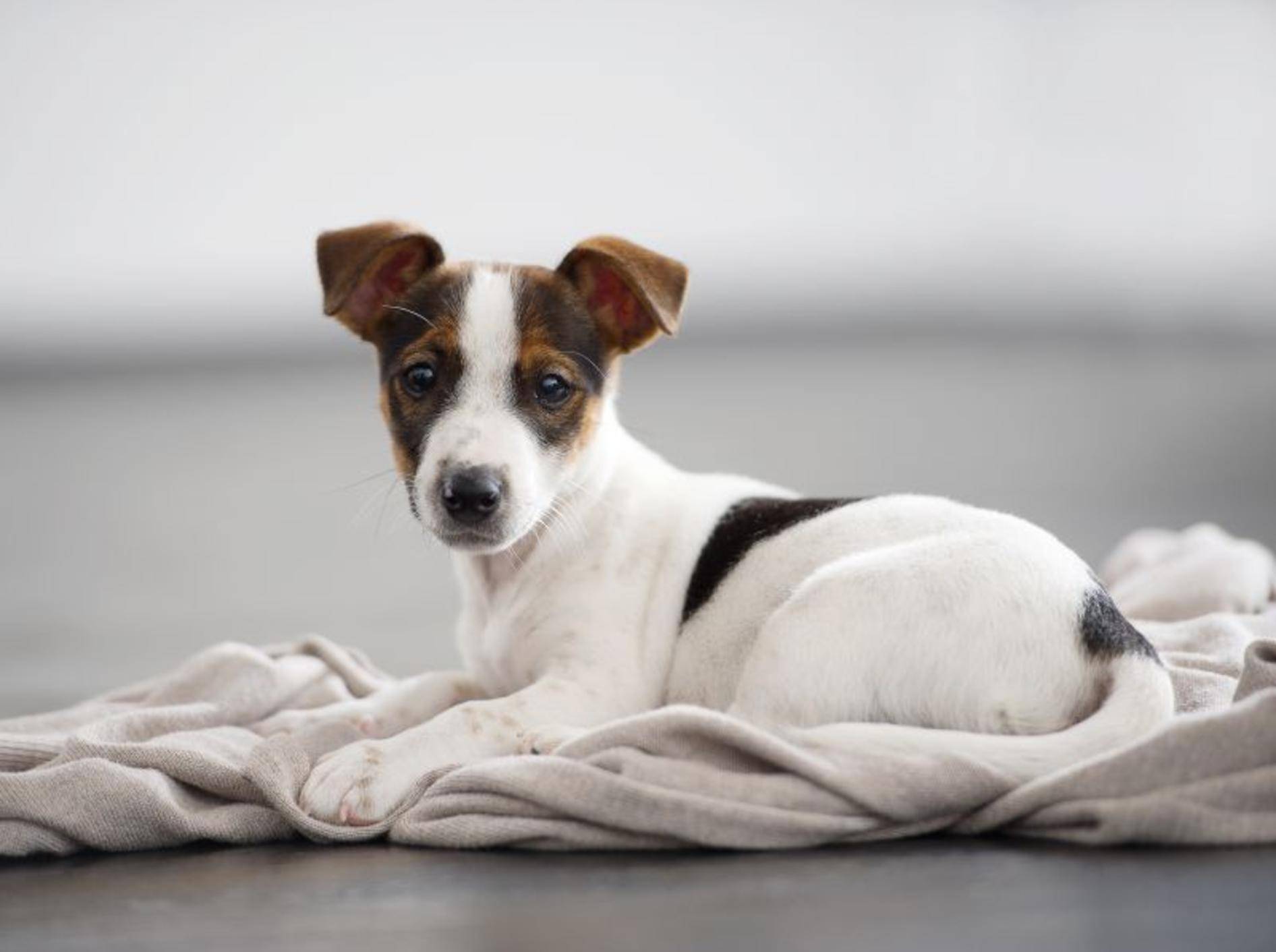 Etwas stimmt nicht mit dem Hund? Vielleicht weiß ein Tierpsychologe Rat – Shutterstock / Beauty photographer