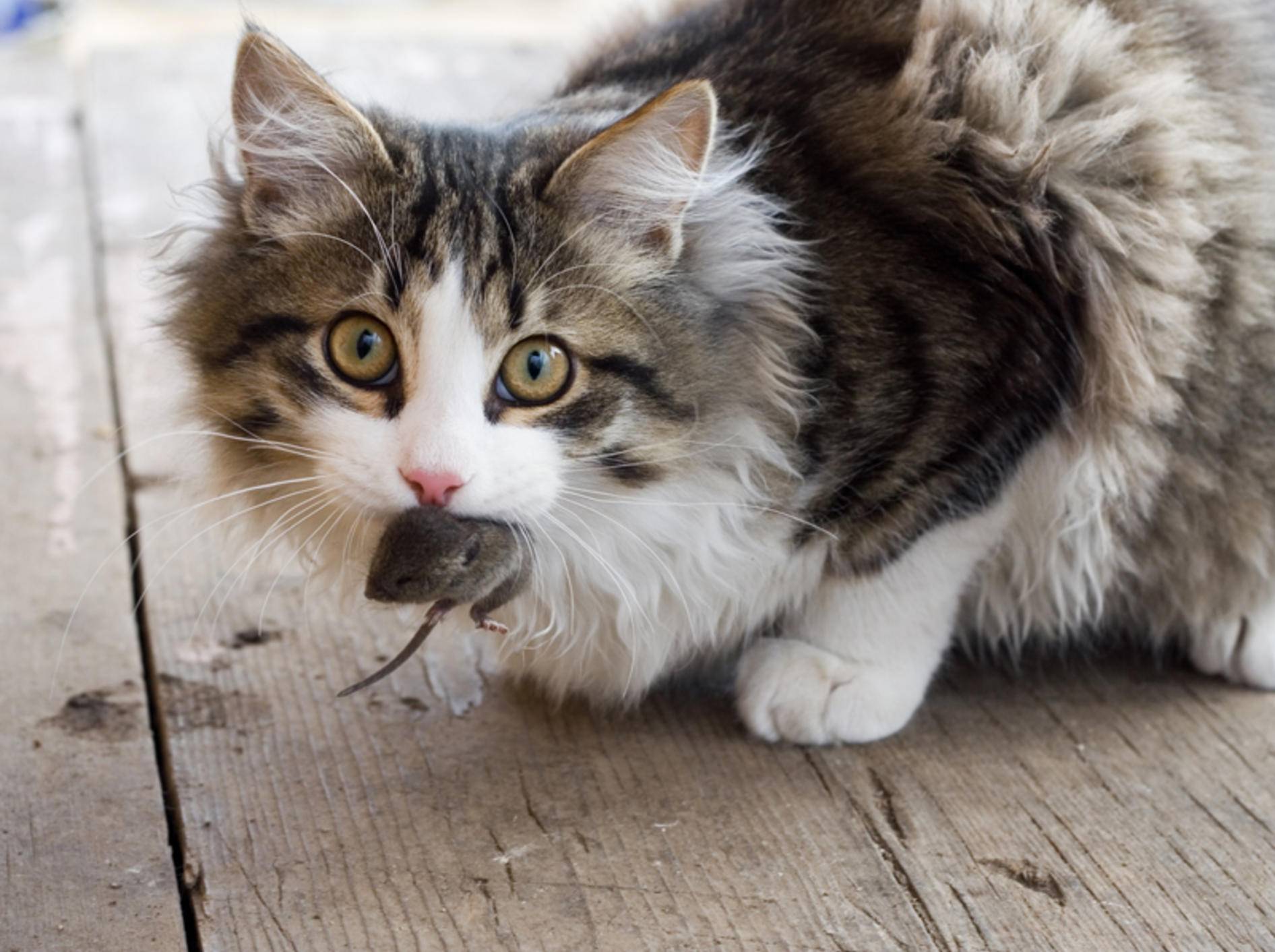 Süßes Kätzchen miaut läuft u rennt Katze Plüschkatze  Haustier Geburtstag 