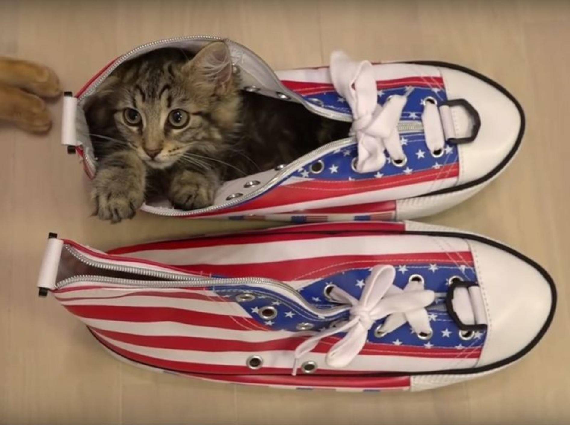 Kätzchen Osamu liebt seinen Schuh – YouTube / 10 Cats