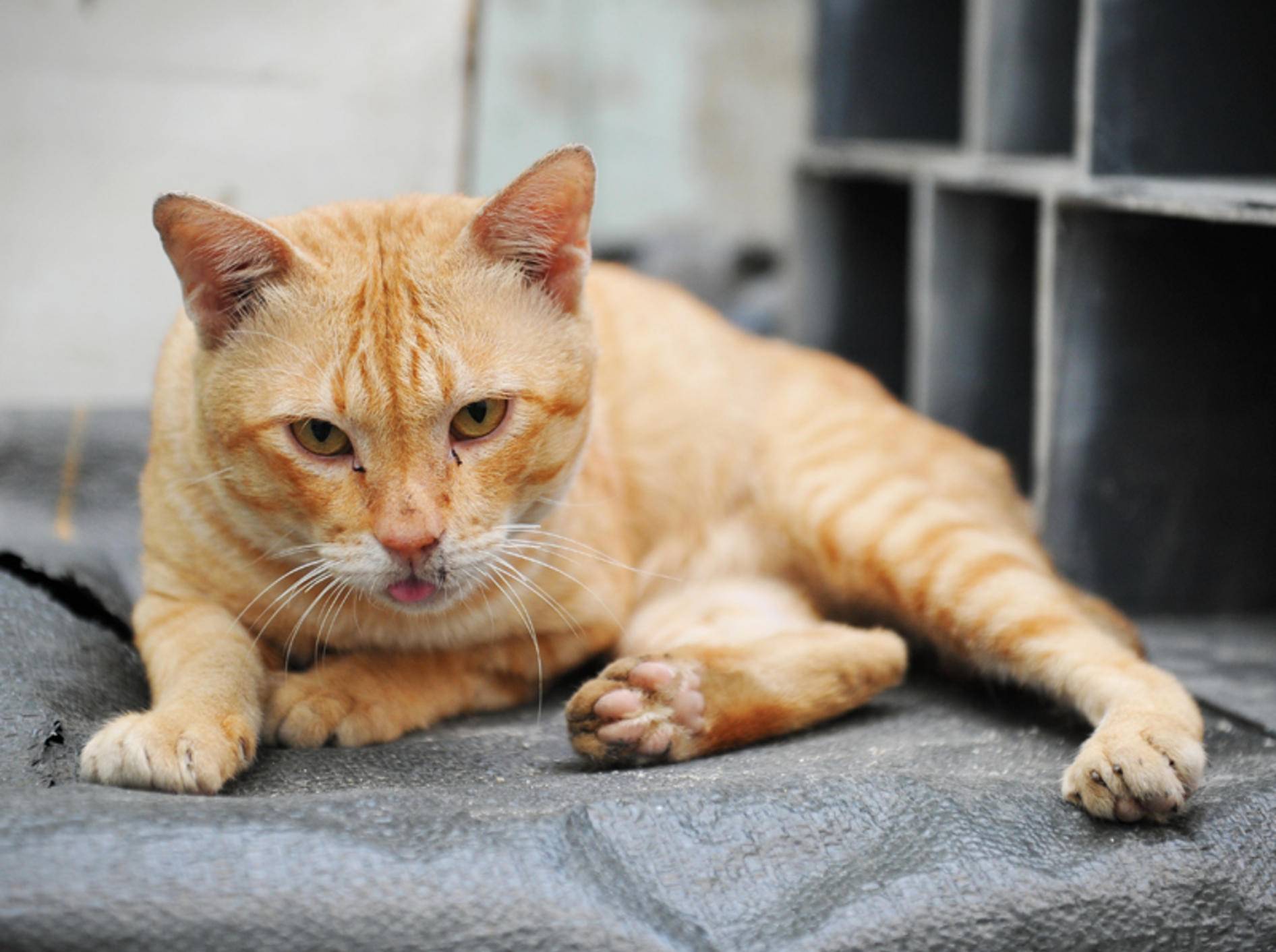 Husten bei Katzen sollten Sie vom Tierarzt untersuchen lassen – Shutterstock / 1000 Words