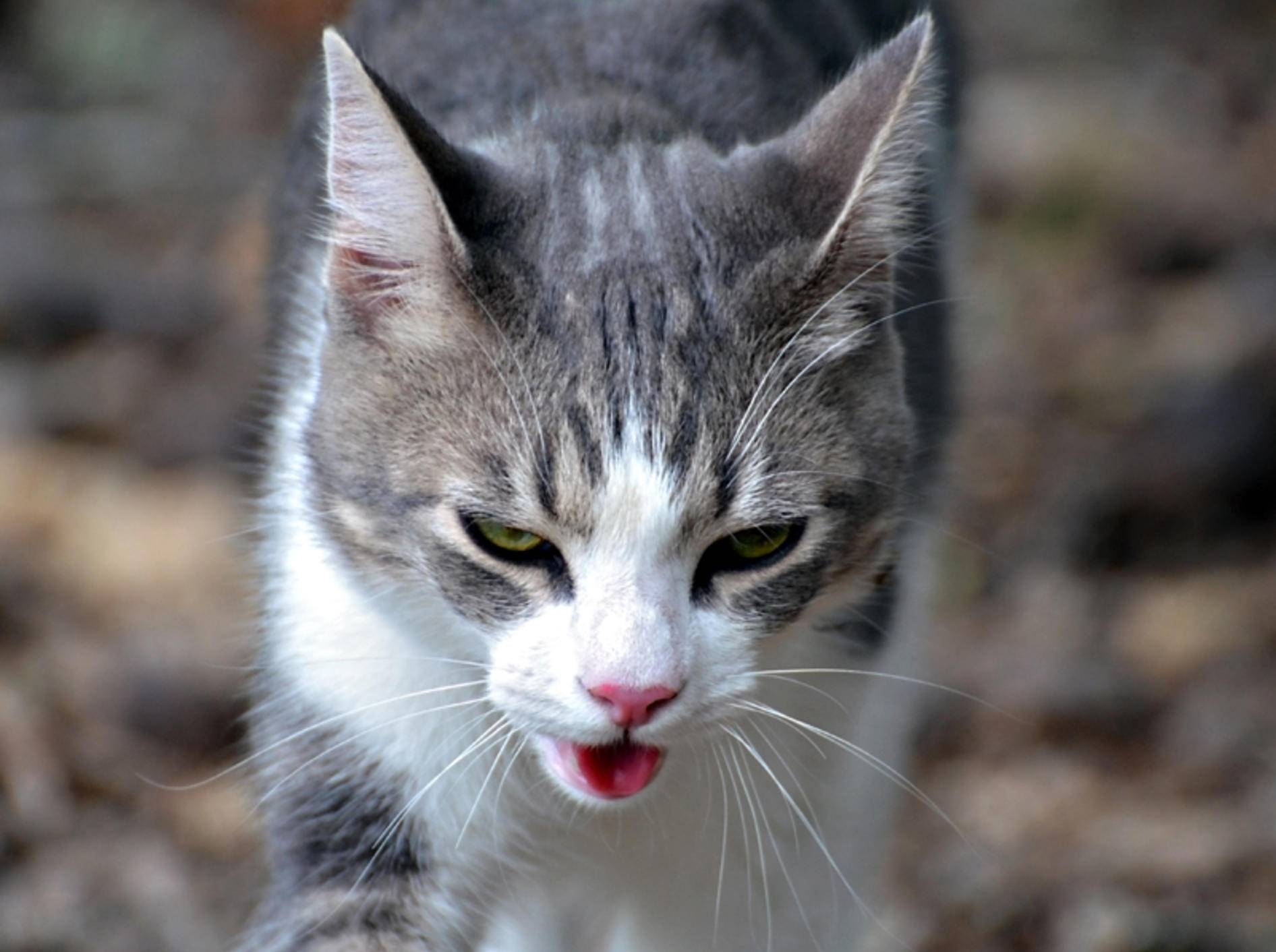 Bei Katzenhusten muss der Tierarzt die Grunderkrankung herausfiinden – Shutterstock / SUSAN LEGGETT