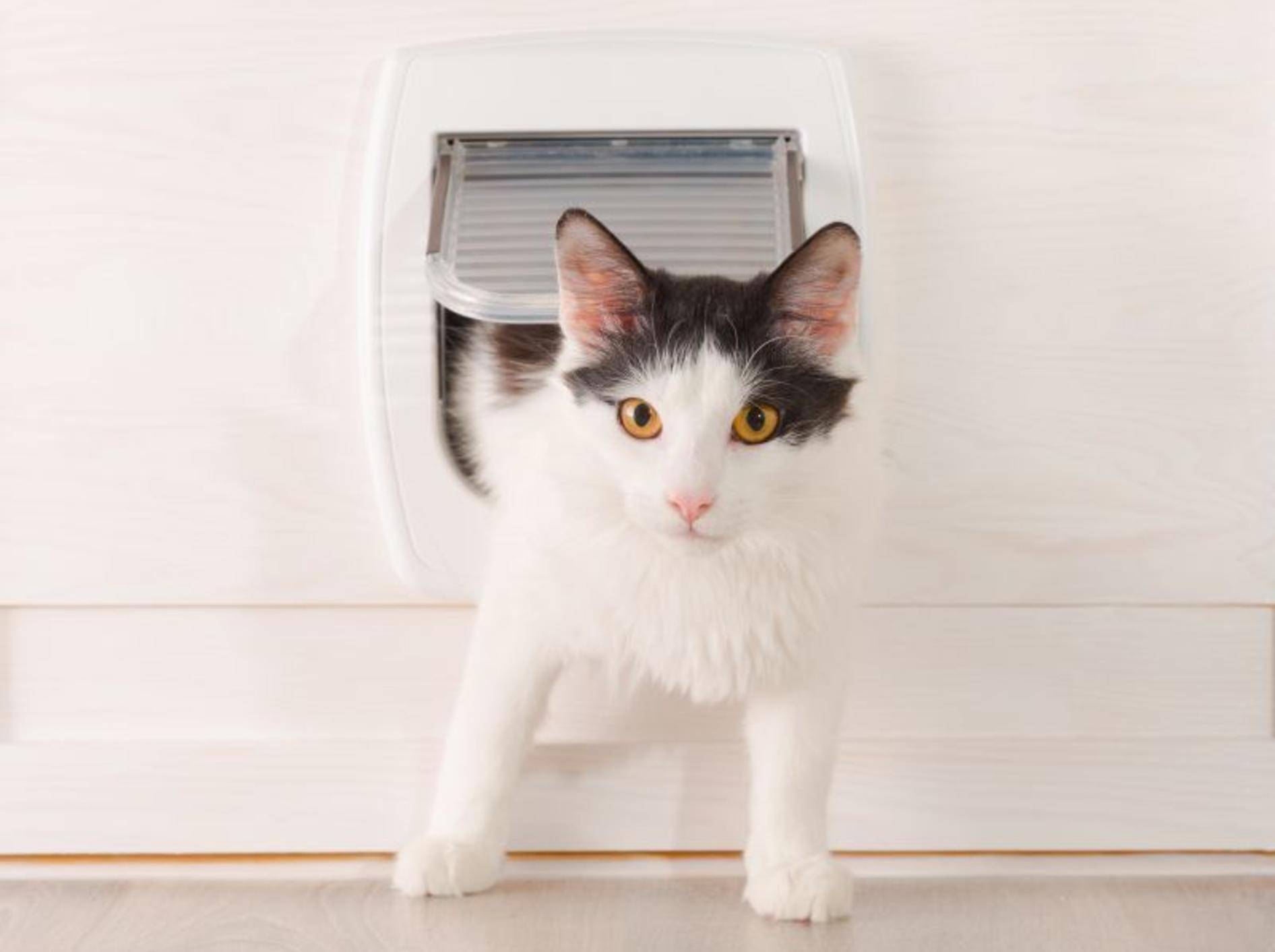 Dank Katzenklappe kann die Miez ein- und ausgehen, wie sie möchte – Shutterstock / Monika Wisniewska