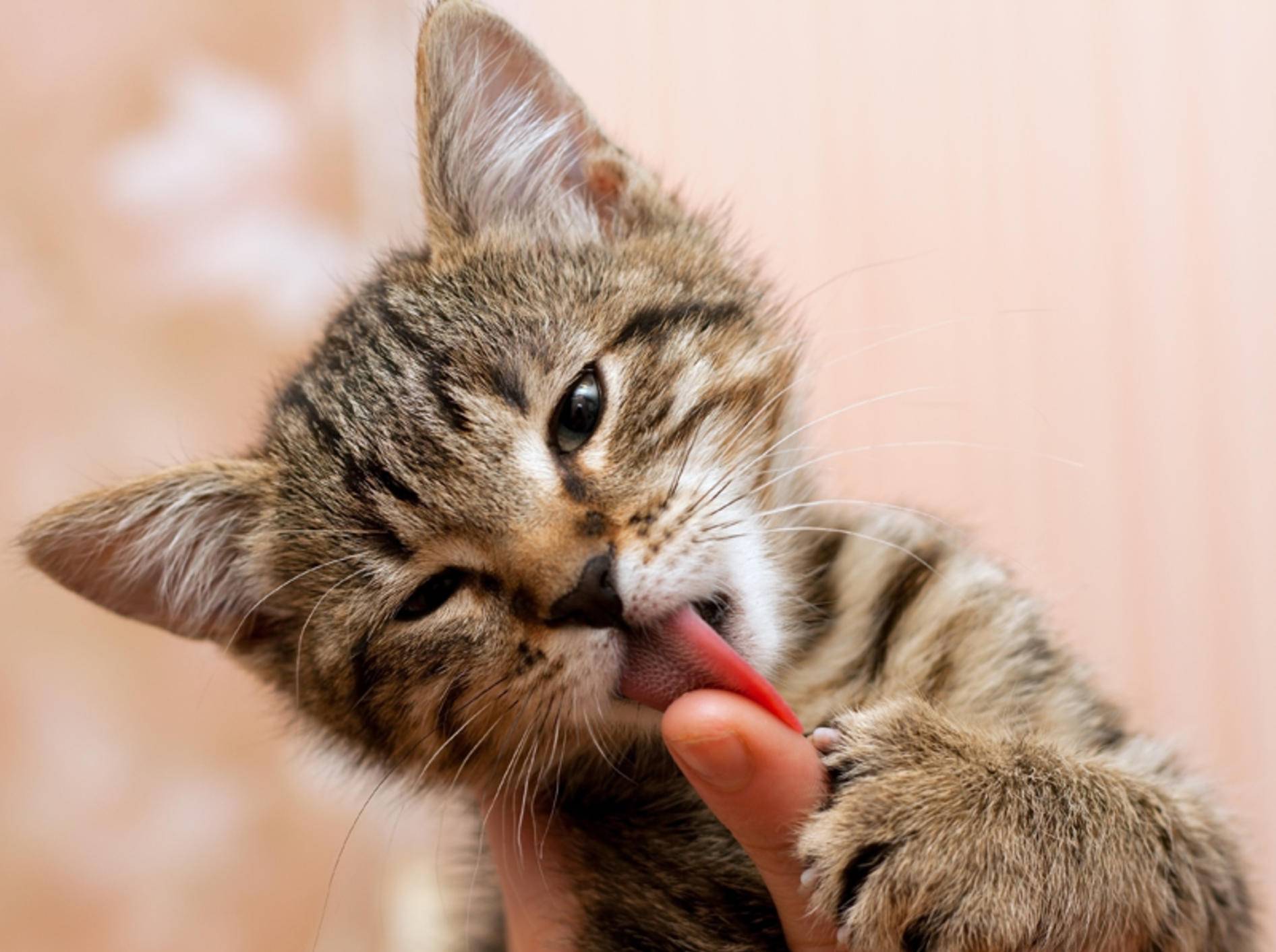 Kleine Katze Beißt Finger