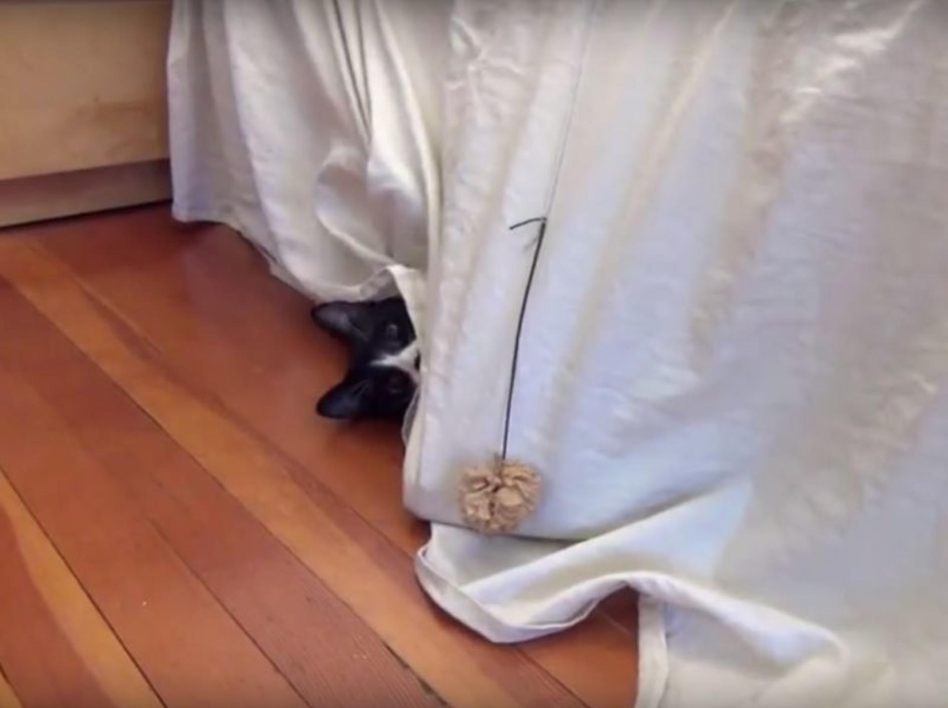 Kuckuck! Freche Katze lugt aus ihrem Versteck hervor – YouTube / DrNworb's KitsCats