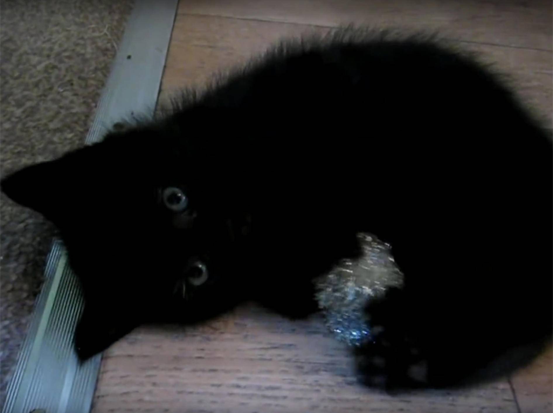 Kuschelkätzchen spielt mit Flauschball – YouTube / Kittens and Cats