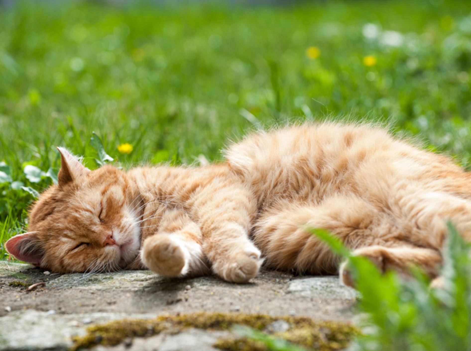 Ob Ihre Katze blind ist, erkennen Sie an verschiedenen Anzeichen – Bild: Shutterstock / Dora Zett