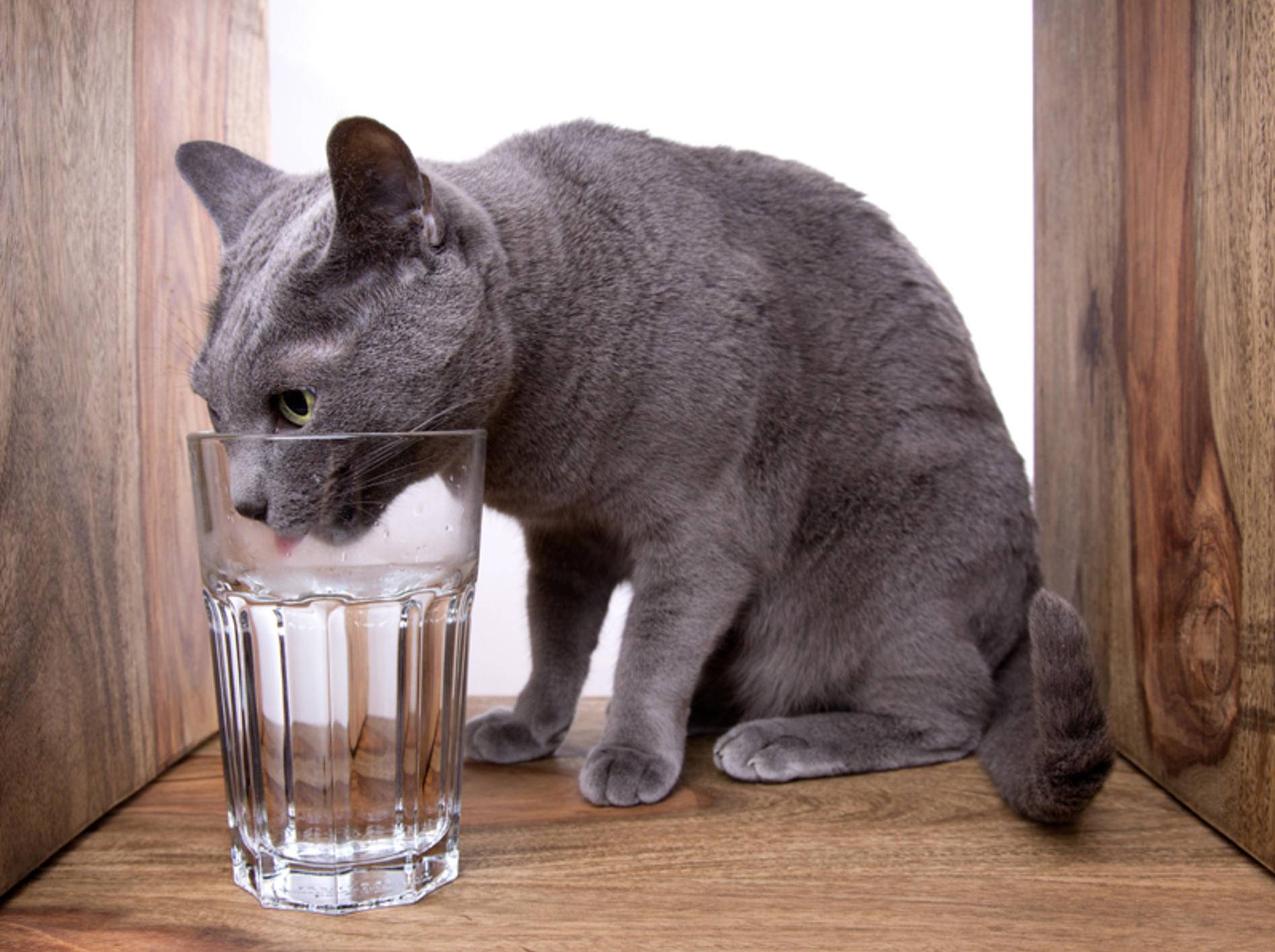 Aus dem Glas schmeckt dieser Katze das Wasser am besten – Shutterstock / Nailia Schwarz