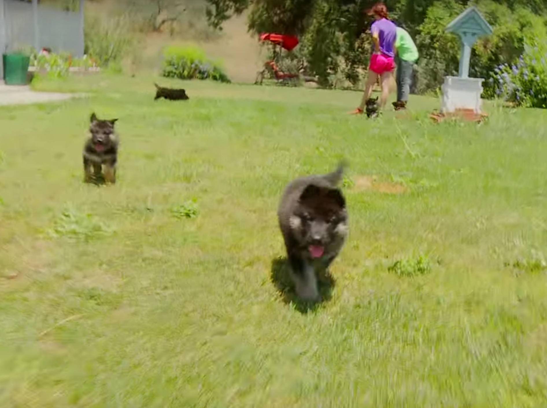 "Guck mal, wie schnell ich laufen kann!", sagt der Baby-Schäferhund – YouTube / The Pet Collective
