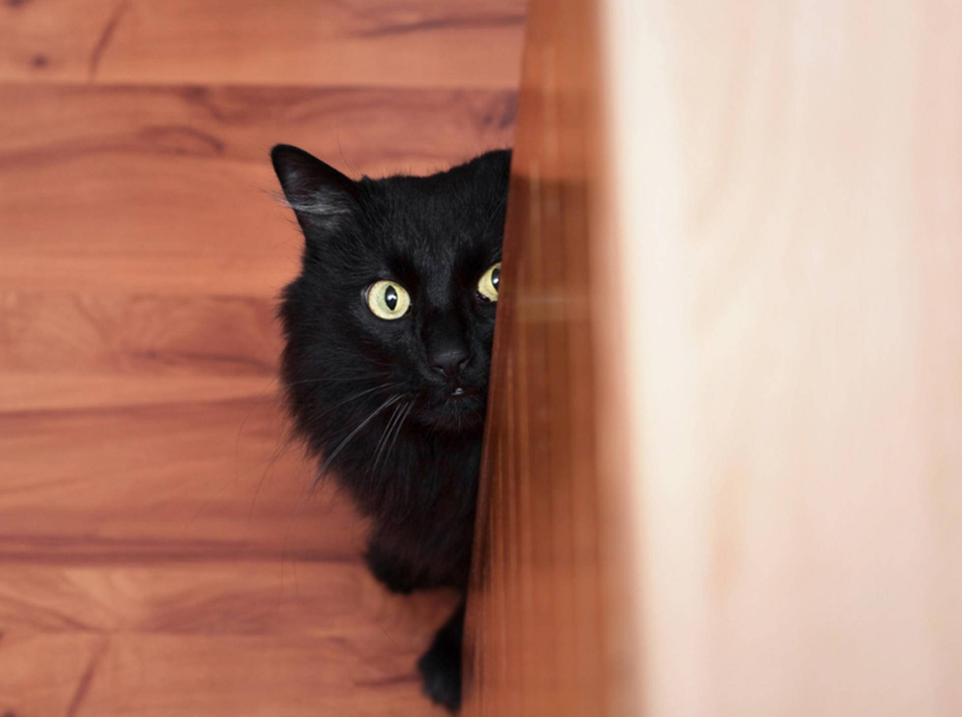 Eine Katze mit Angststörung lässt sich durchaus behandeln. – Bild: Shutterstock / misuma