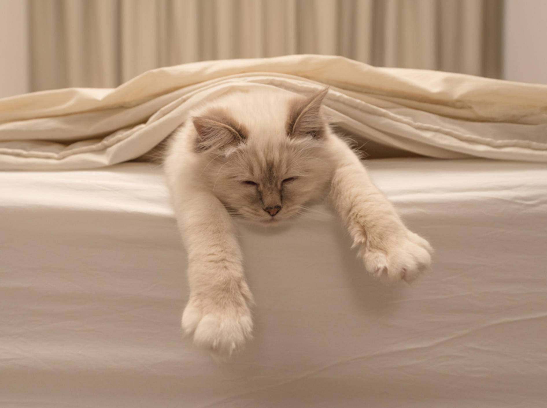 Schnurr! Diese Katze fühlt sich im Bett richtig wohl – Shutterstock / Jorn Out