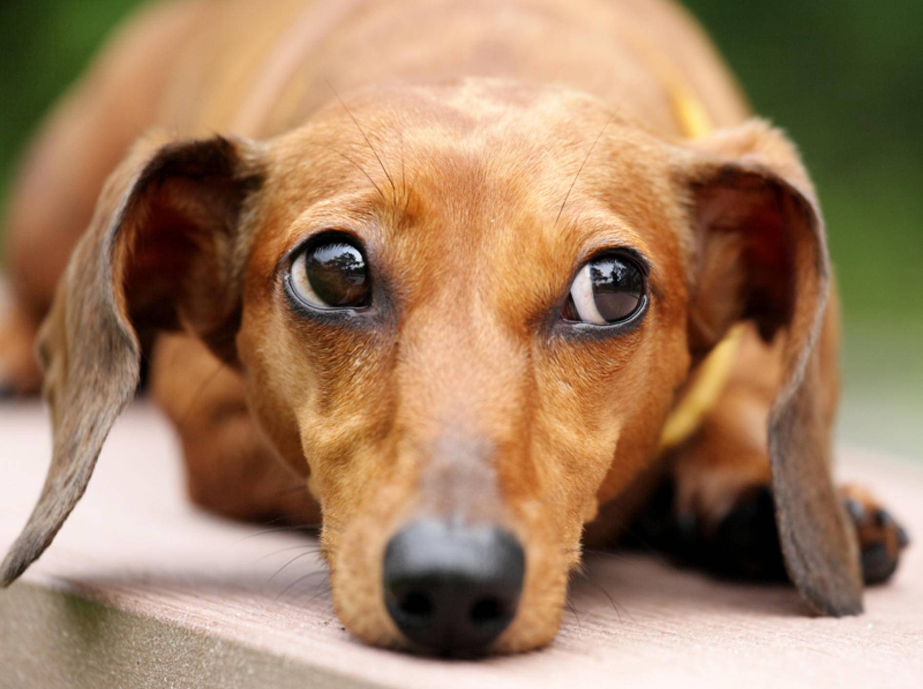 Augenkrankheiten Symptome Bilder Hund Captions Todays